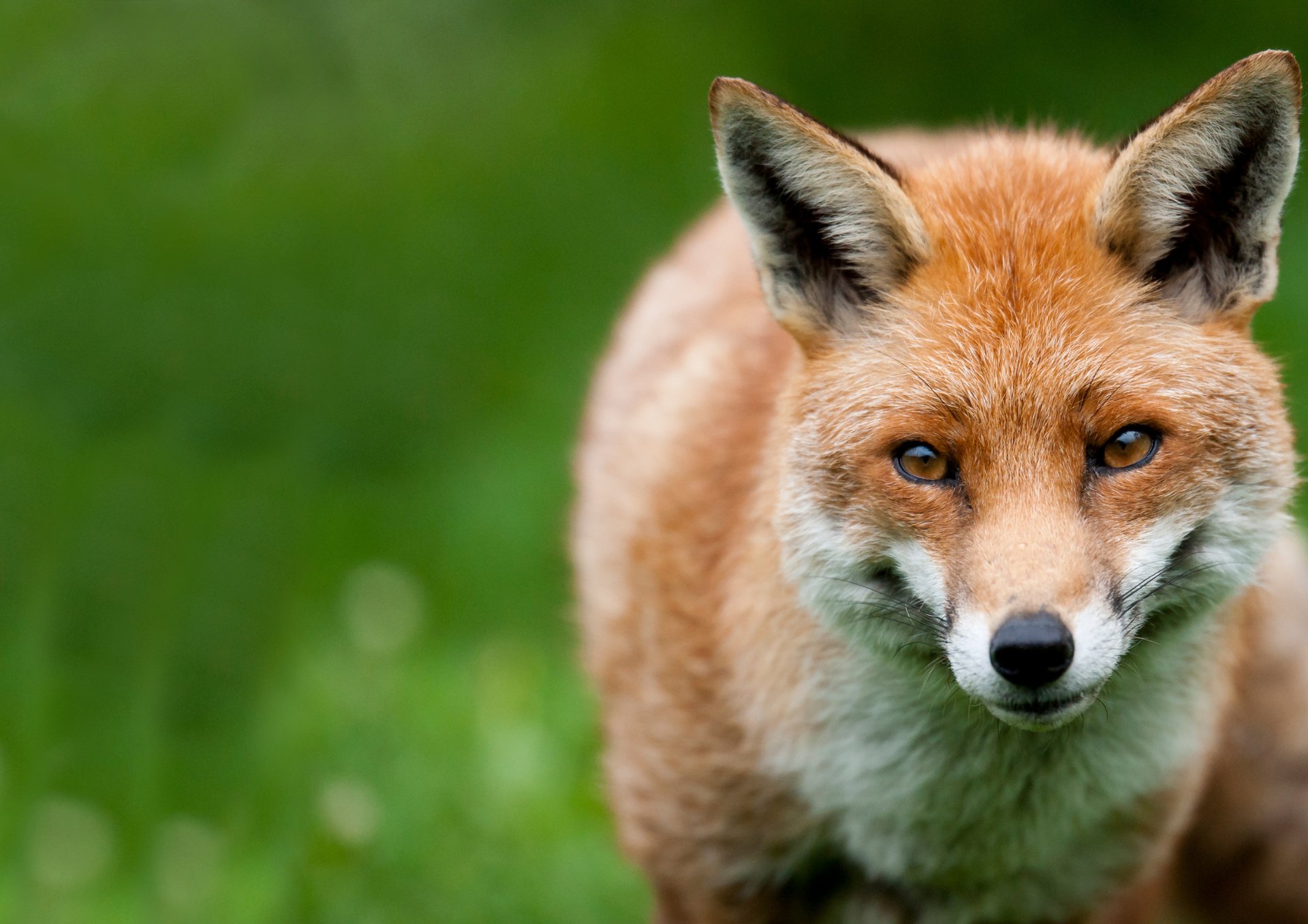 a close up of a red fox with its eyes closed
