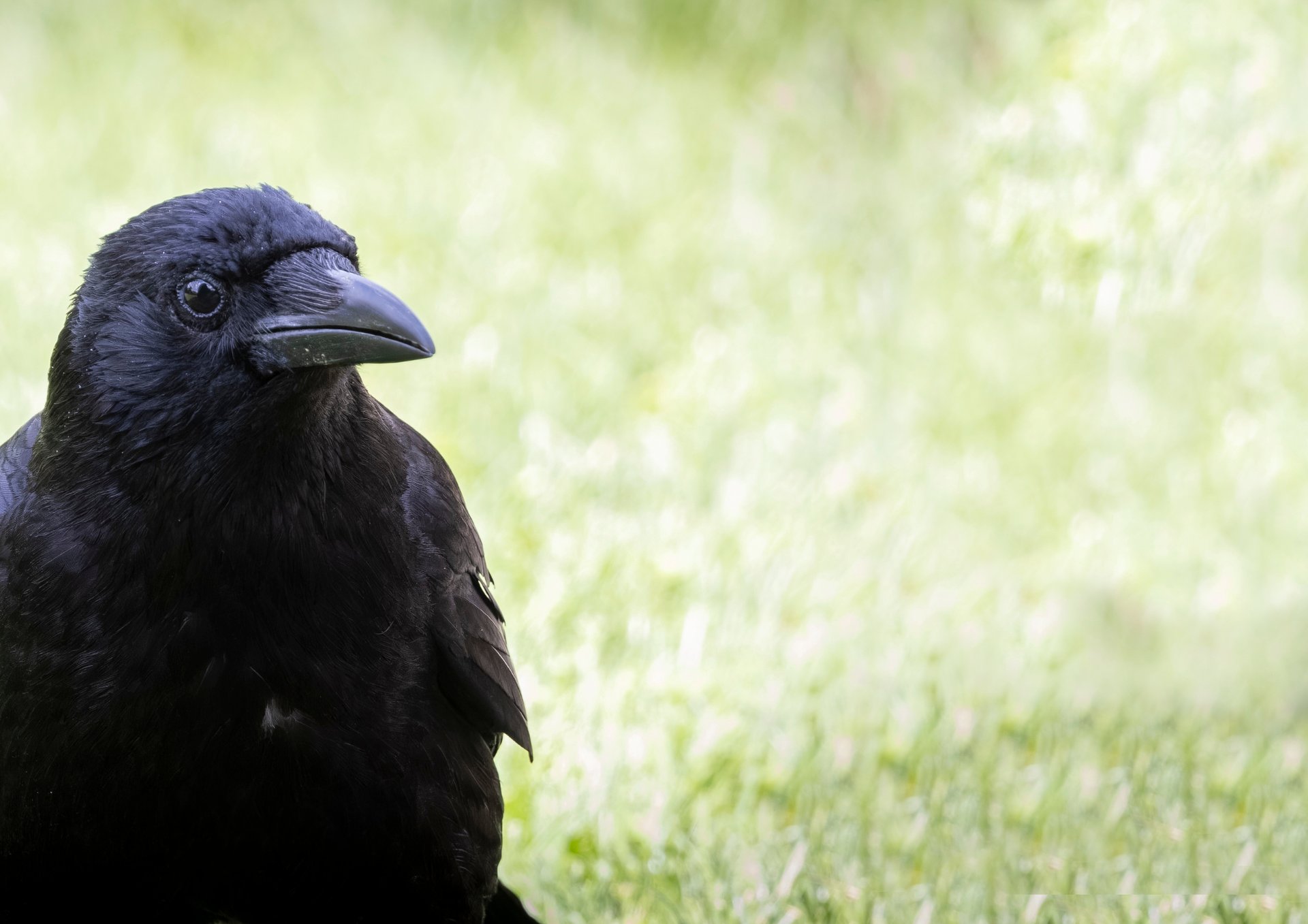 black bird in close up photography