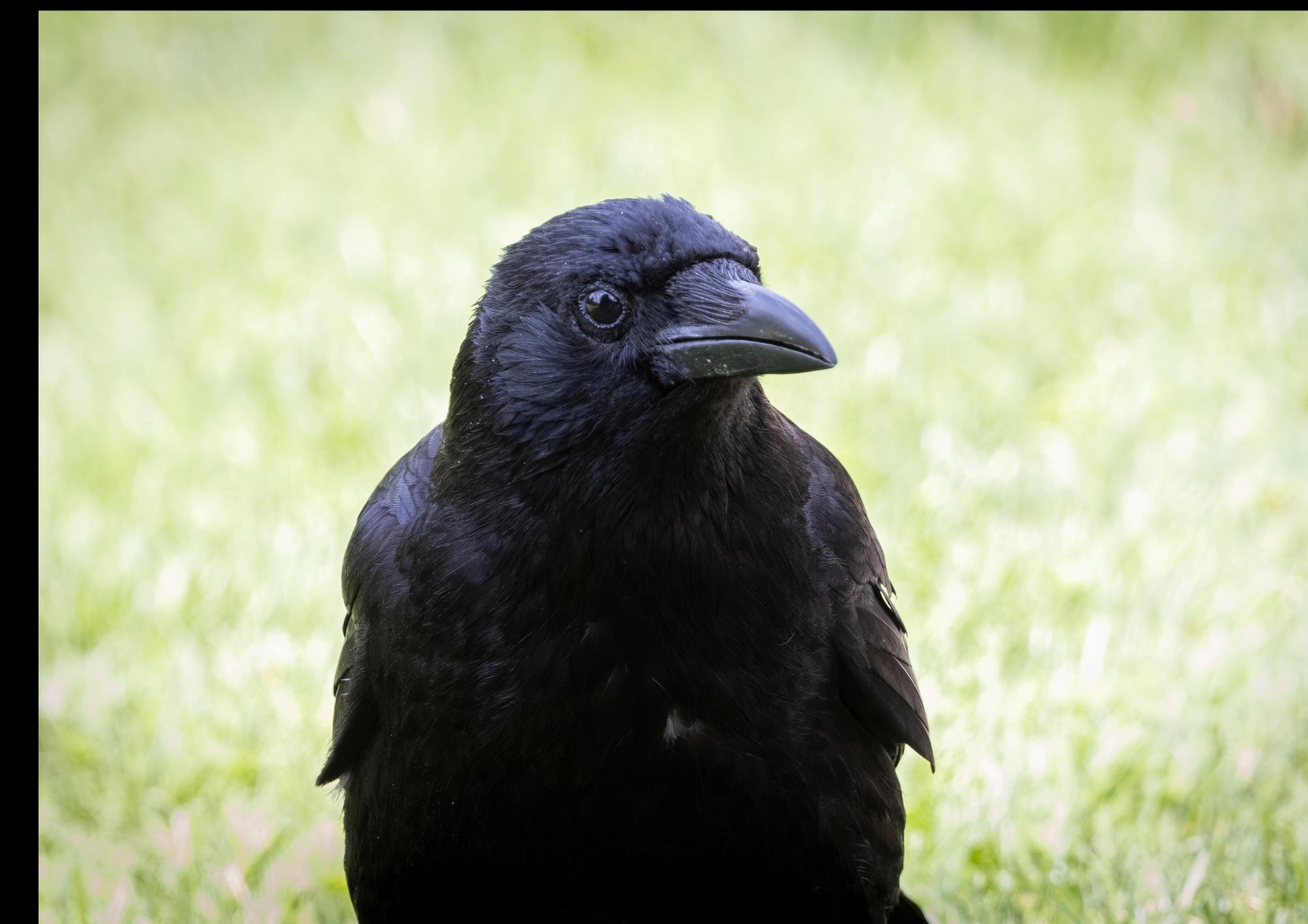 black bird close up photography