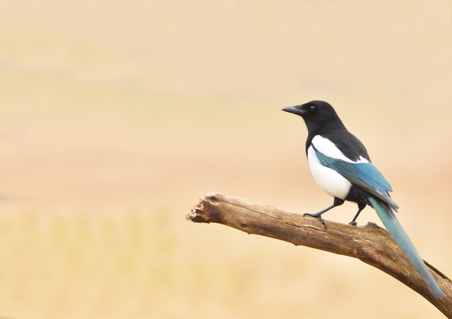 white and black animal on brown soil