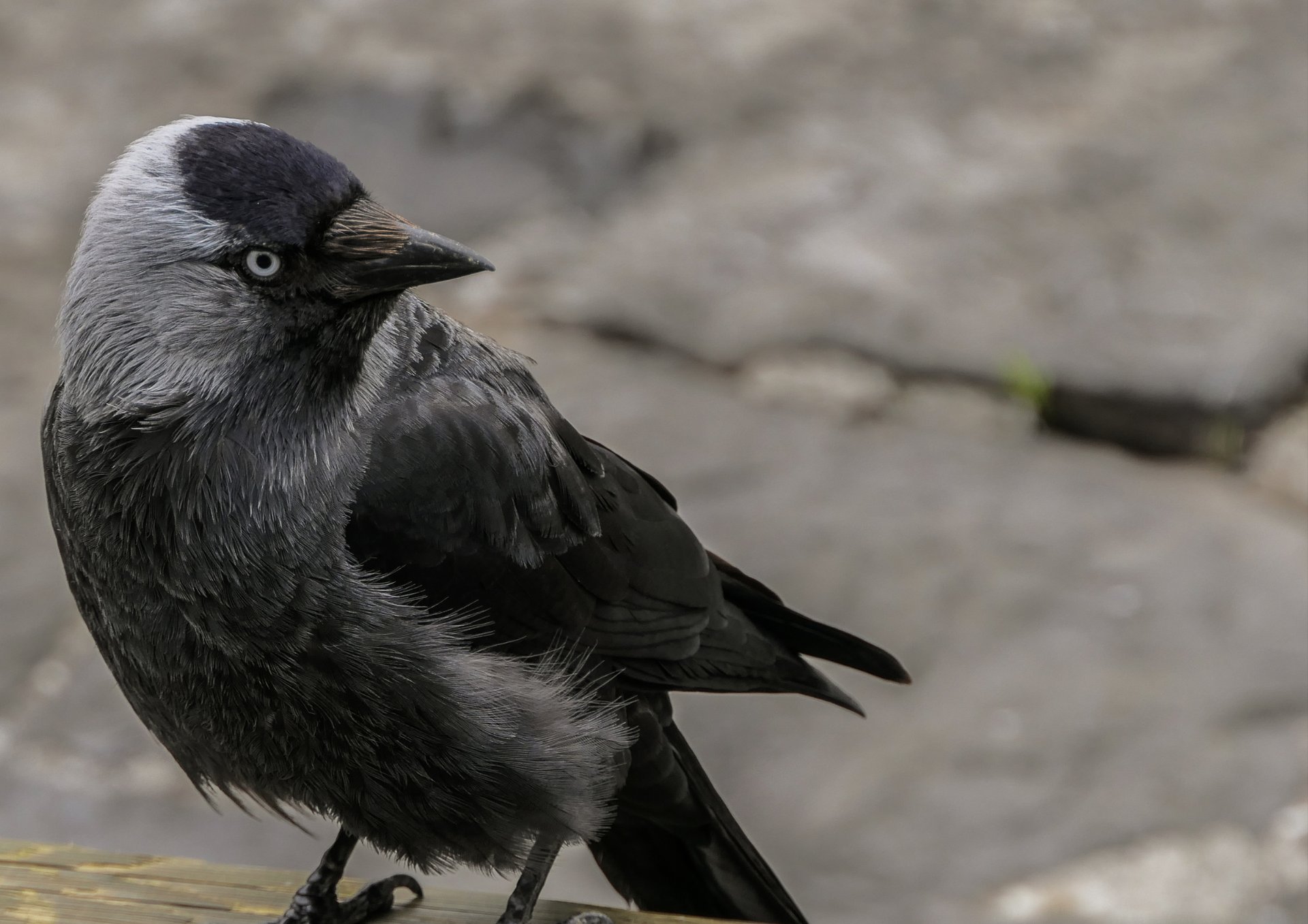 selective focus photography of black bird standing on stones