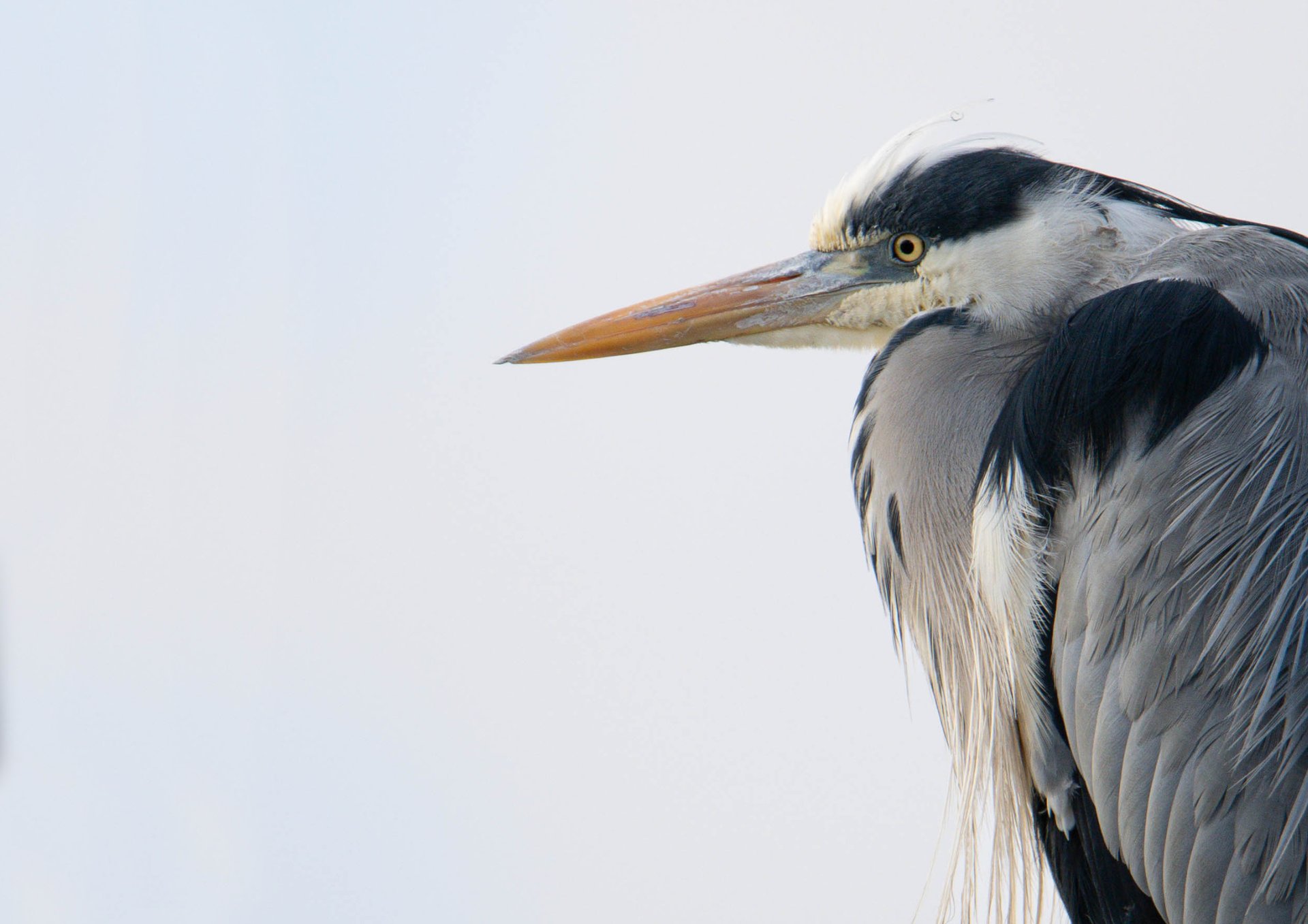 black bird in close up photography