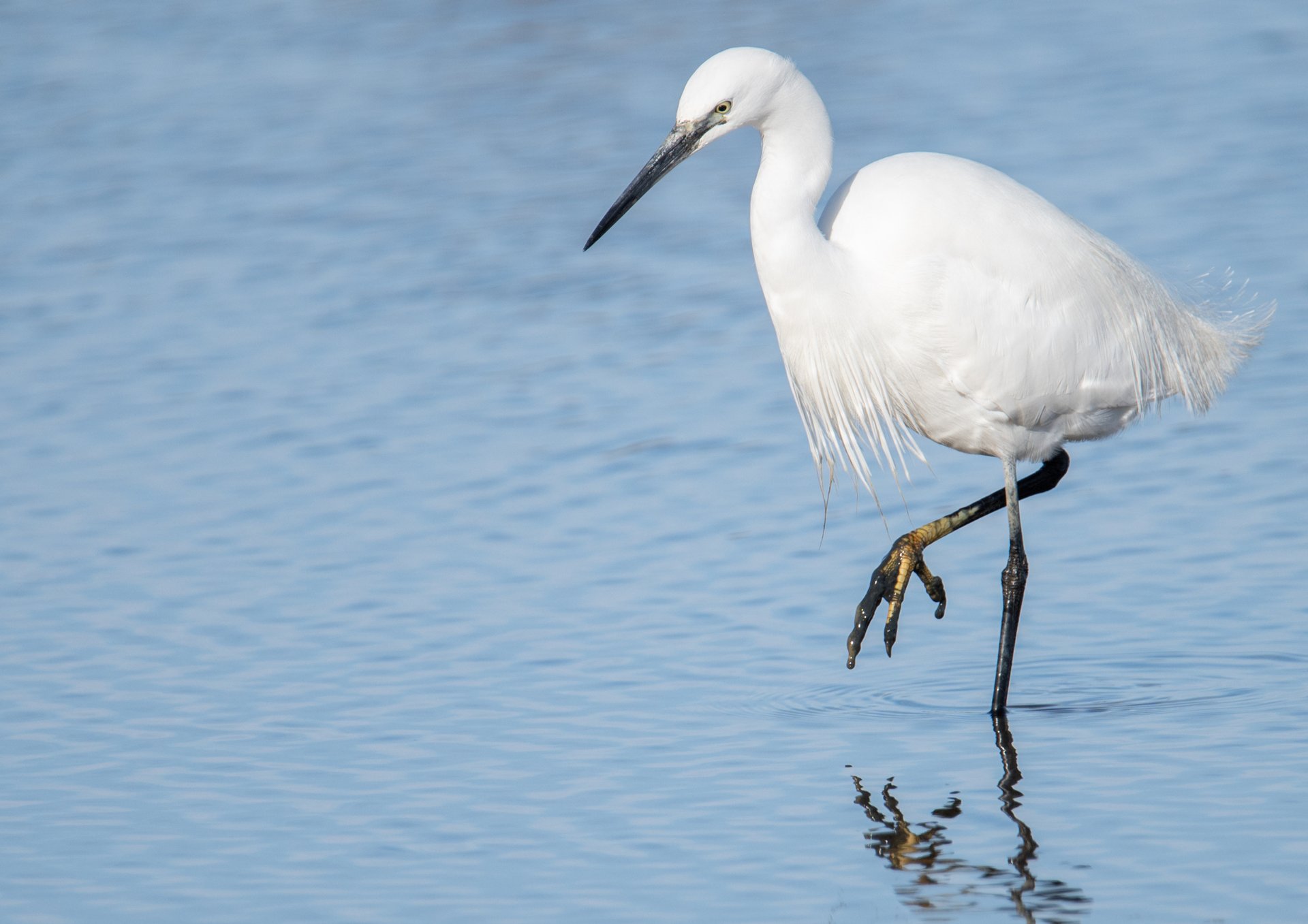 white and black animal on brown soil
