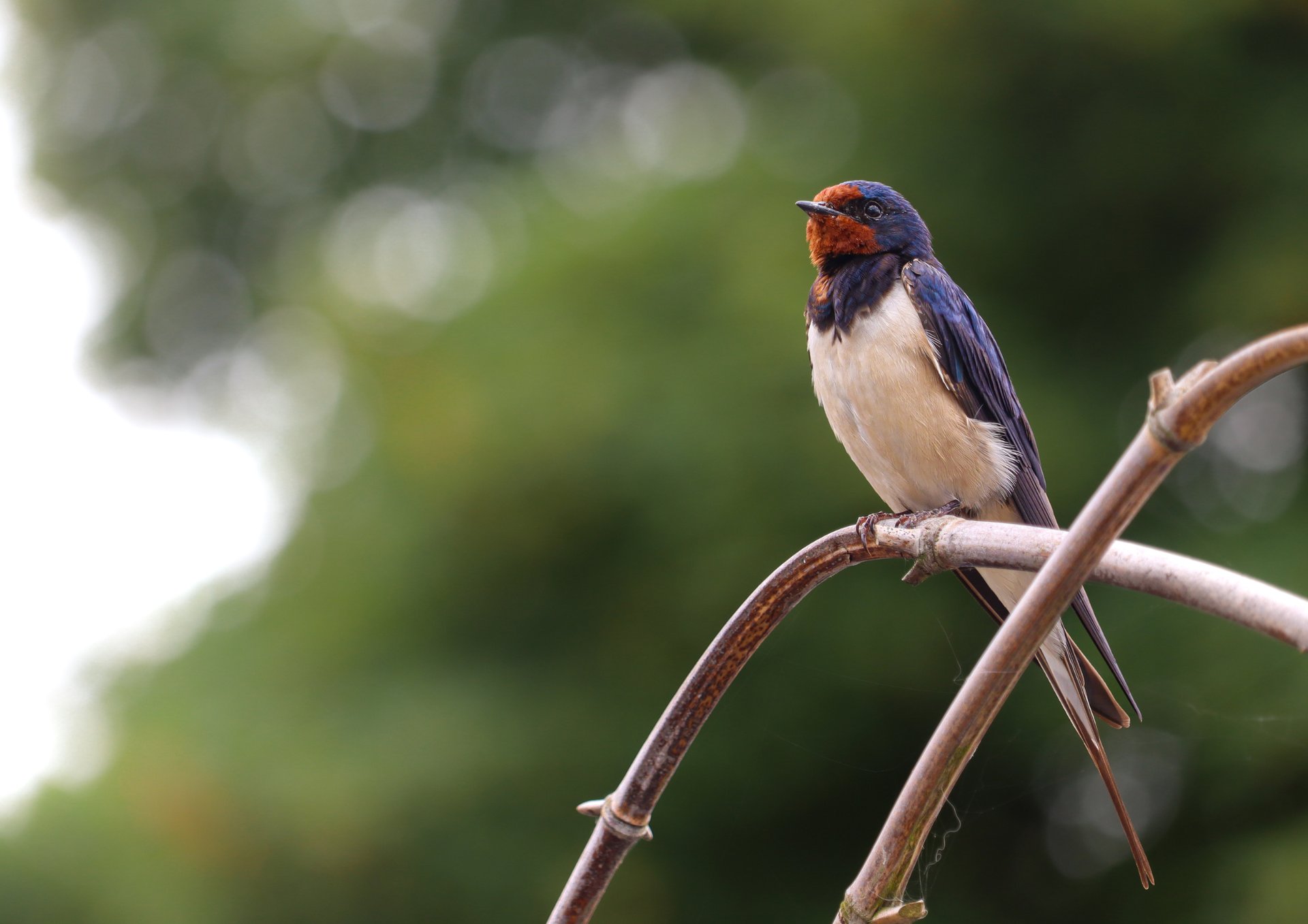 blue white and brown bird on brown tree branch