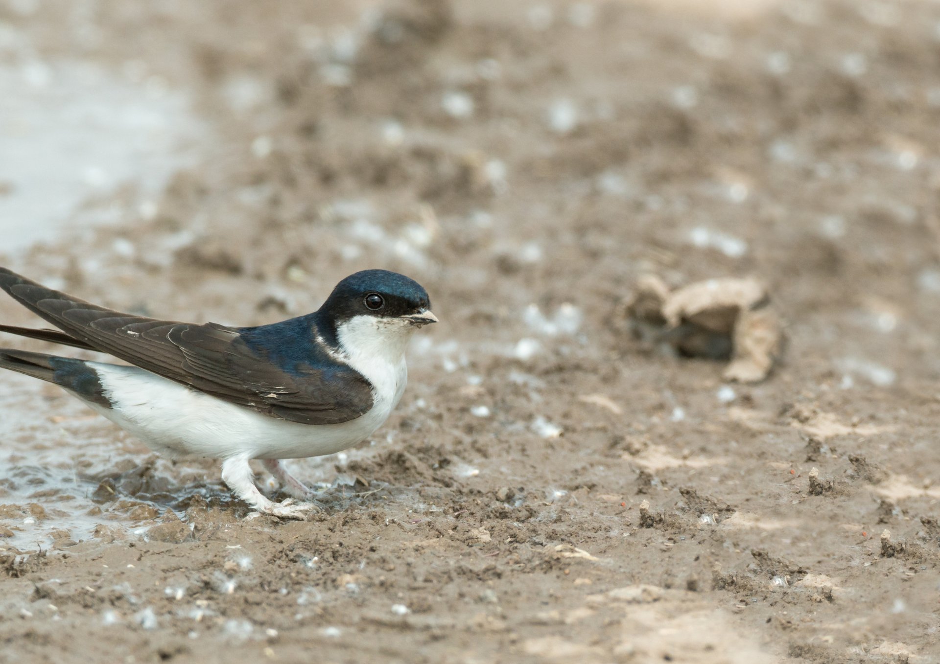 white and black animal on brown soil