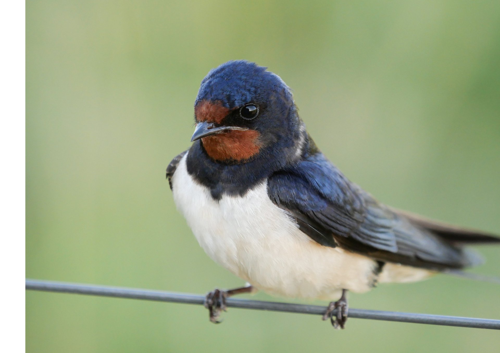 a small bird sitting on top of a wooden fence