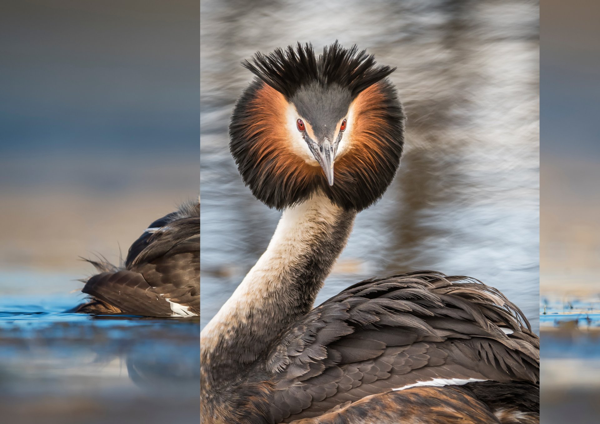 a couple of ducks floating on top of a body of water