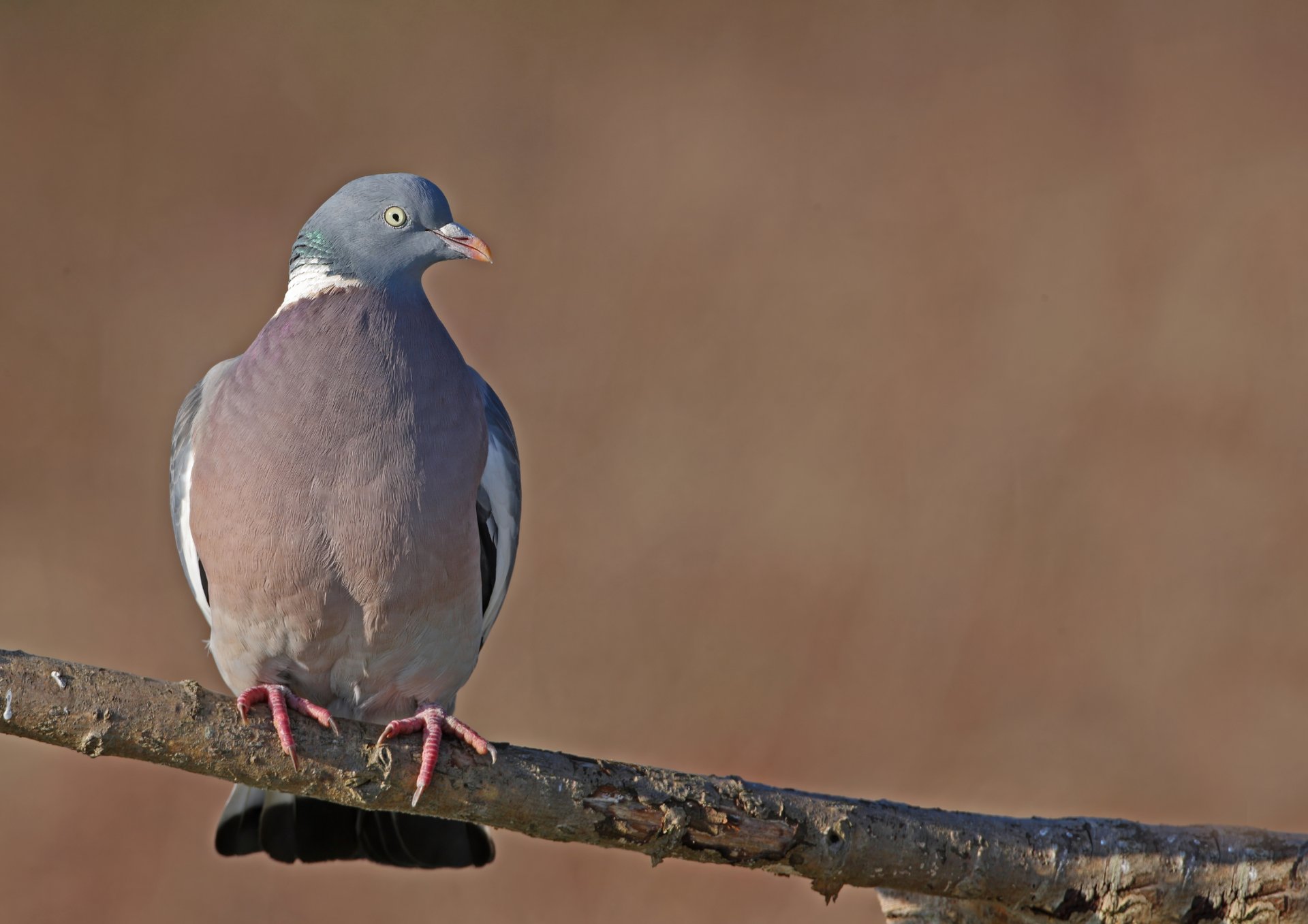 A seagull is standing on a ledge outside