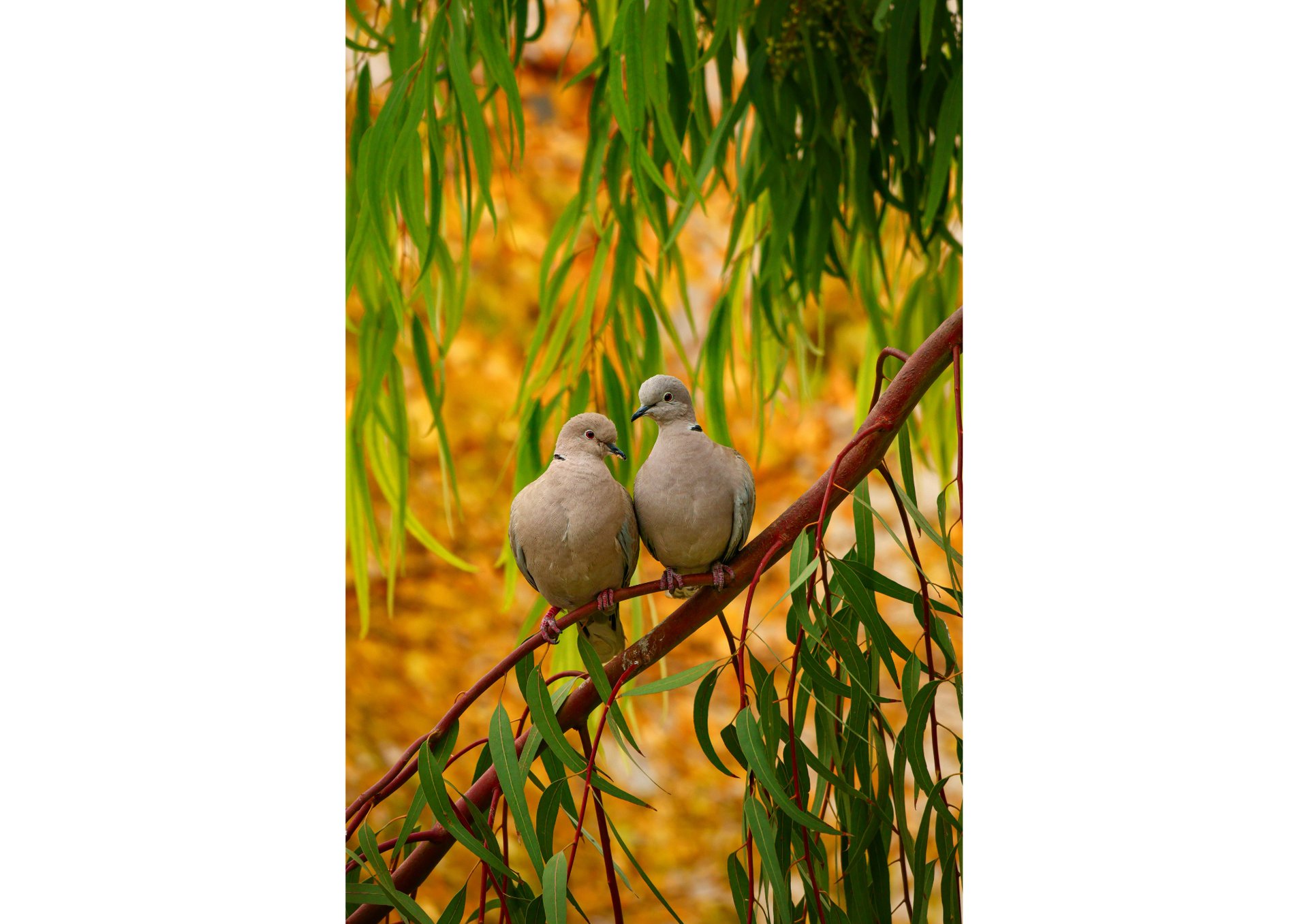 A close up of a pigeon on a branch