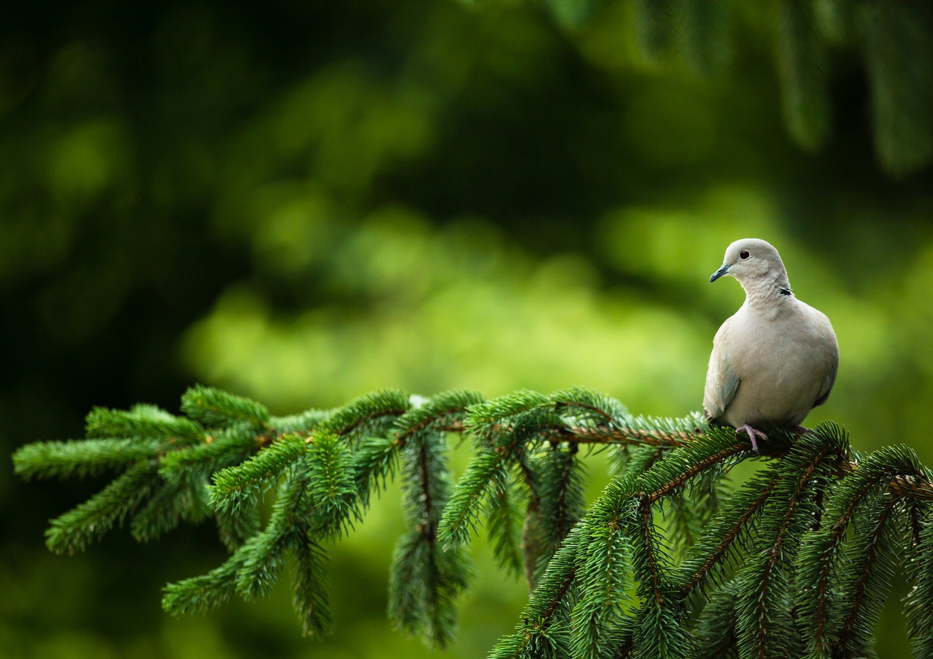 a white bird sitting on a tree branch