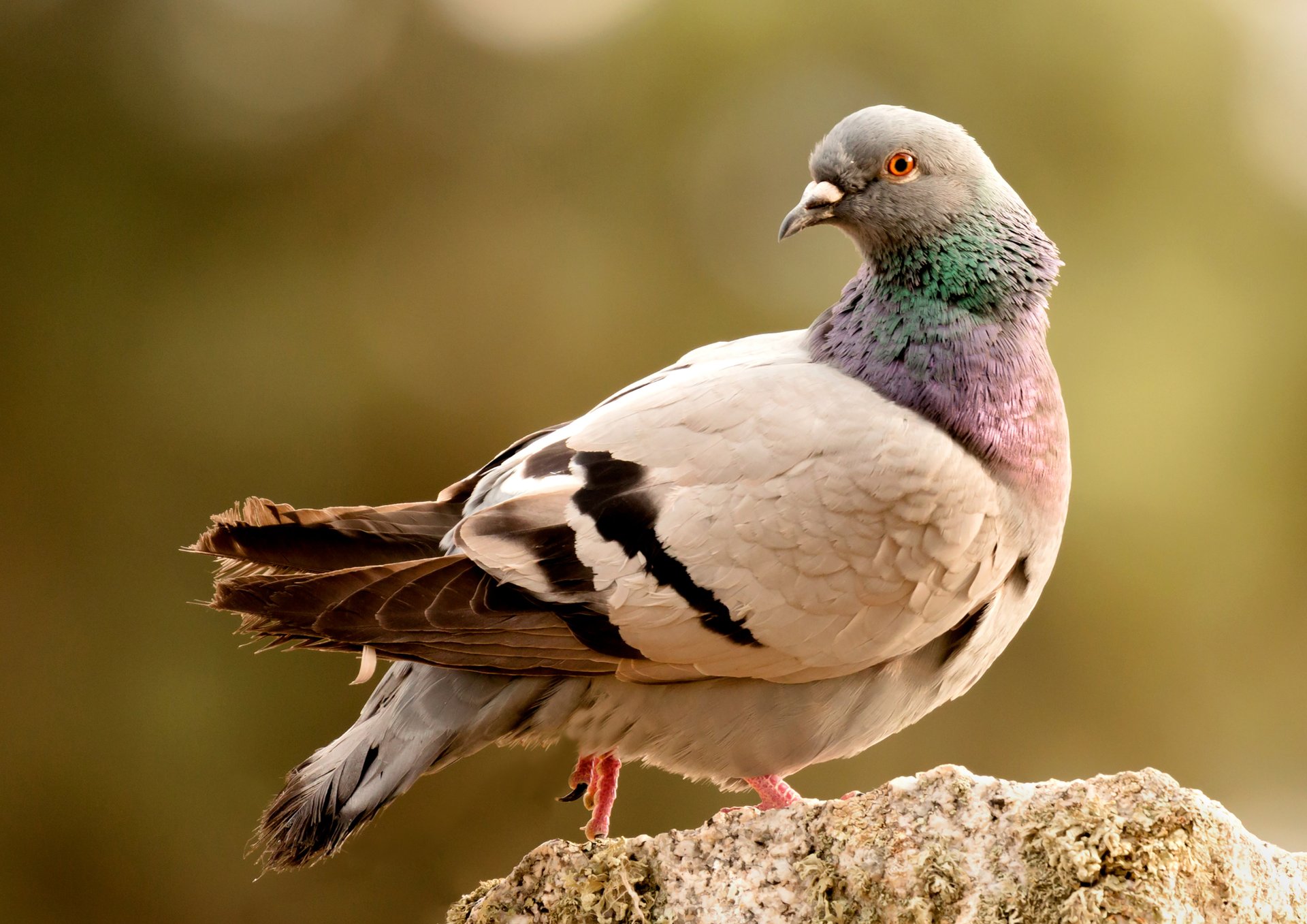 white and black animal on brown soil