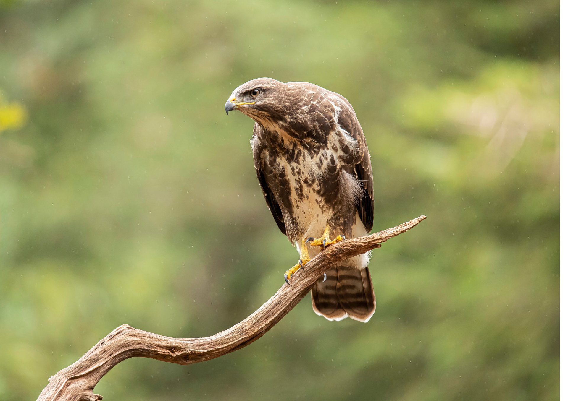 A blue and yellow bird perched on a branch