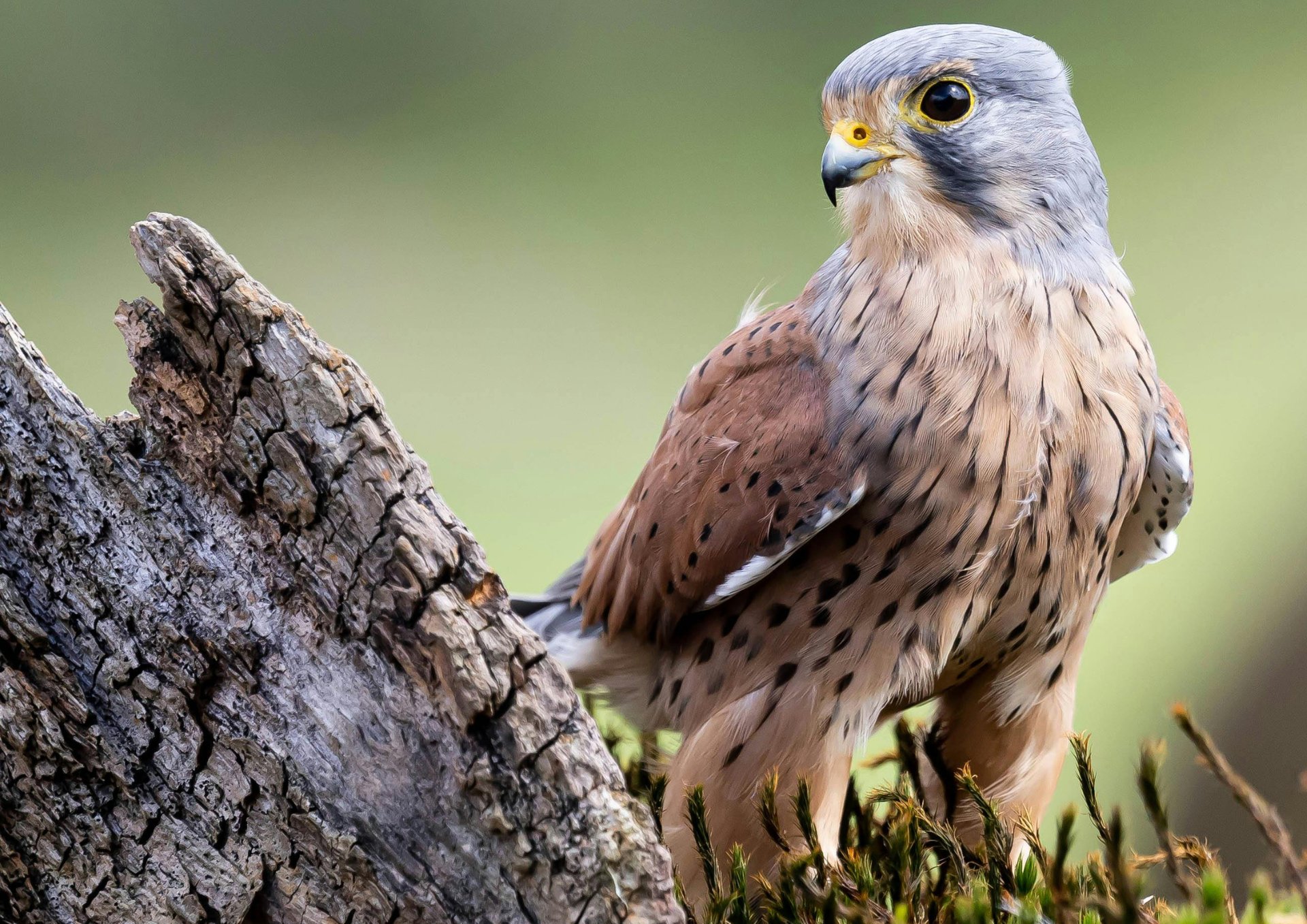 a bird with a yellow beak sitting on a tree branch