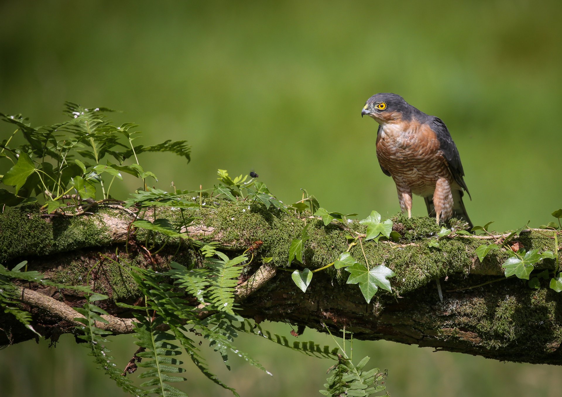 selective focus photography of black bird standing on stones
