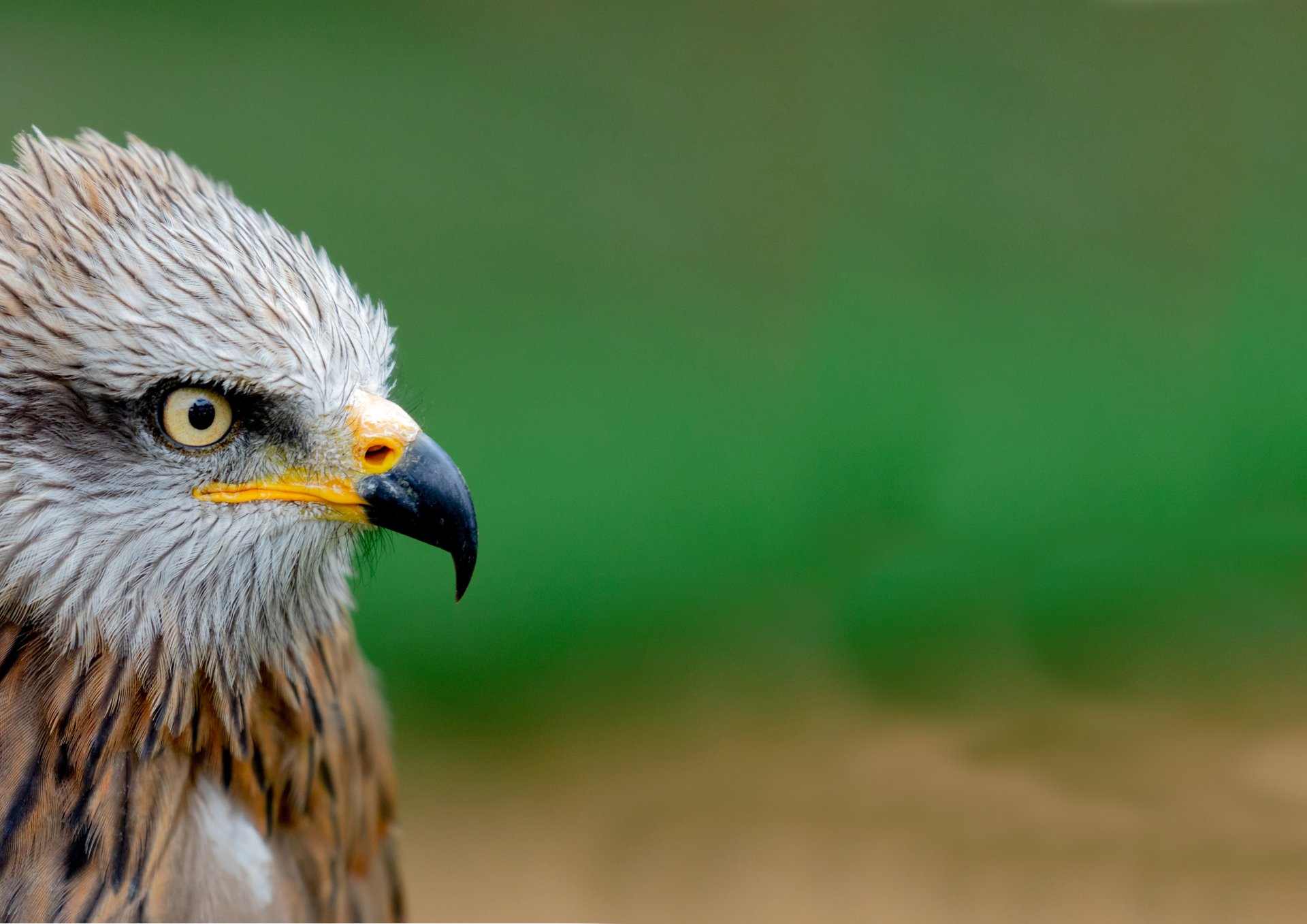 A close-up of a brown bird of prey.