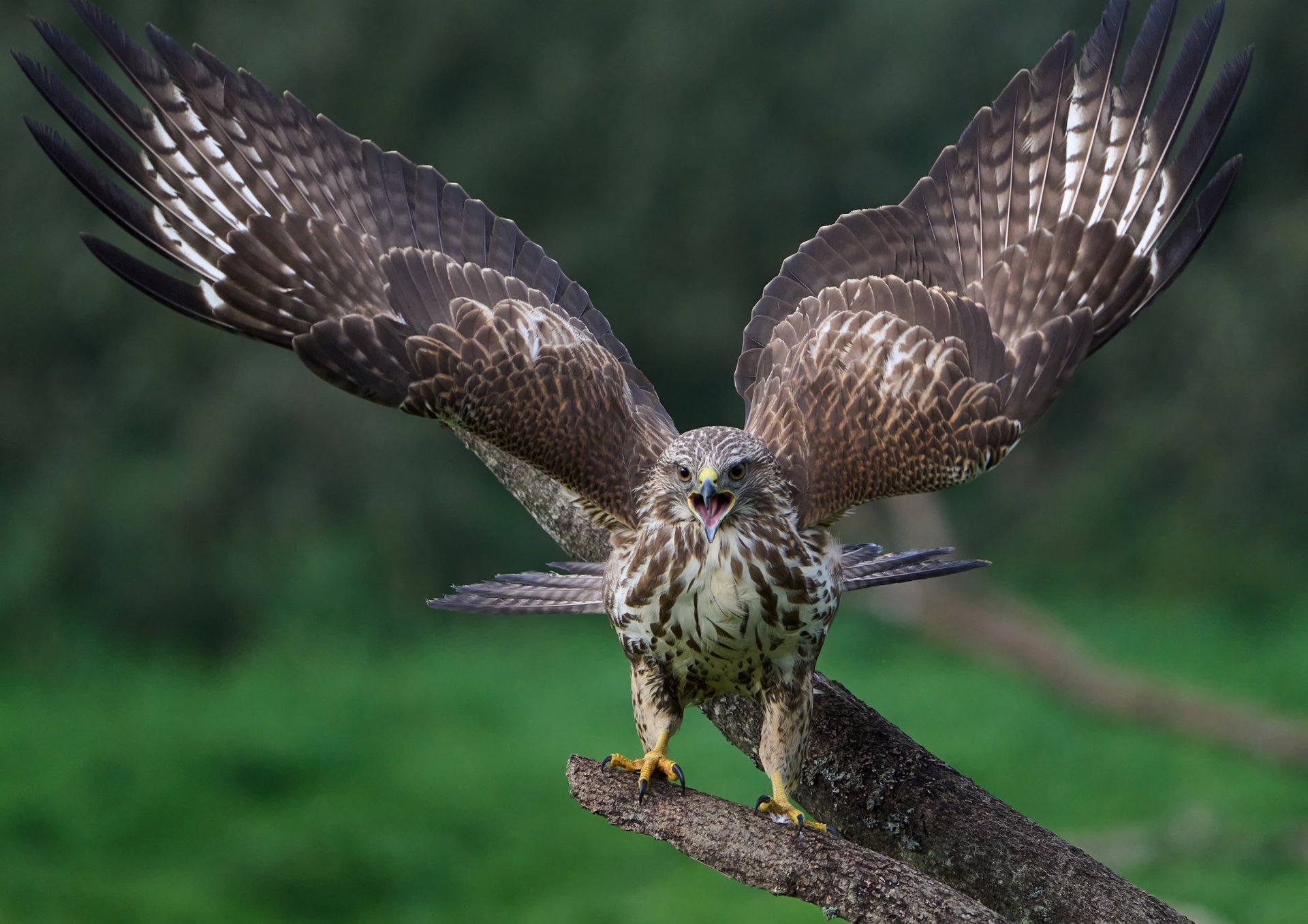 A bird sitting on a branch of a tree