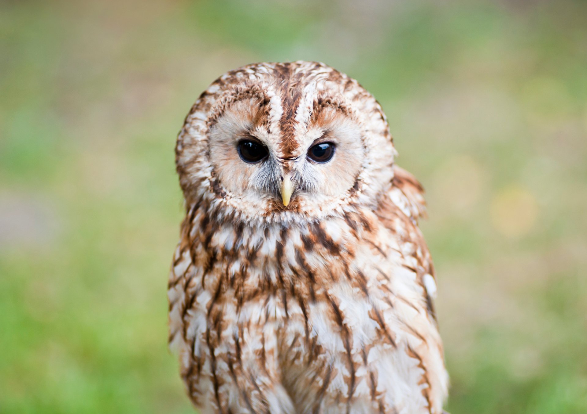 brown and white owl on brown tree trunk
