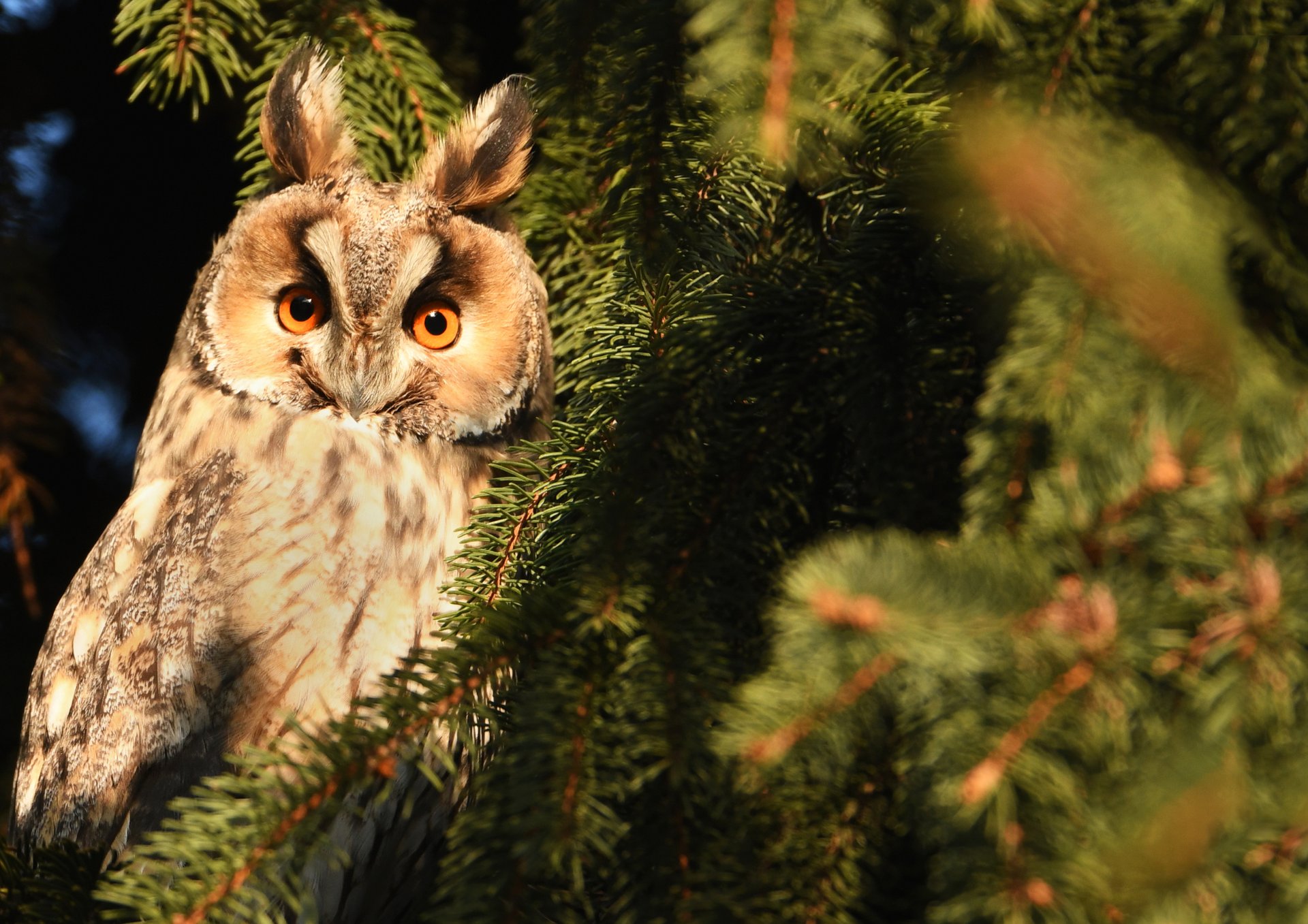 brown and white owl perched on brown tree branch during daytime
