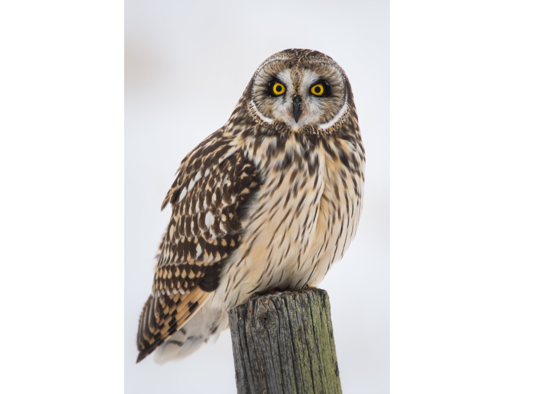 a bird of prey with yellow eyes and a black background