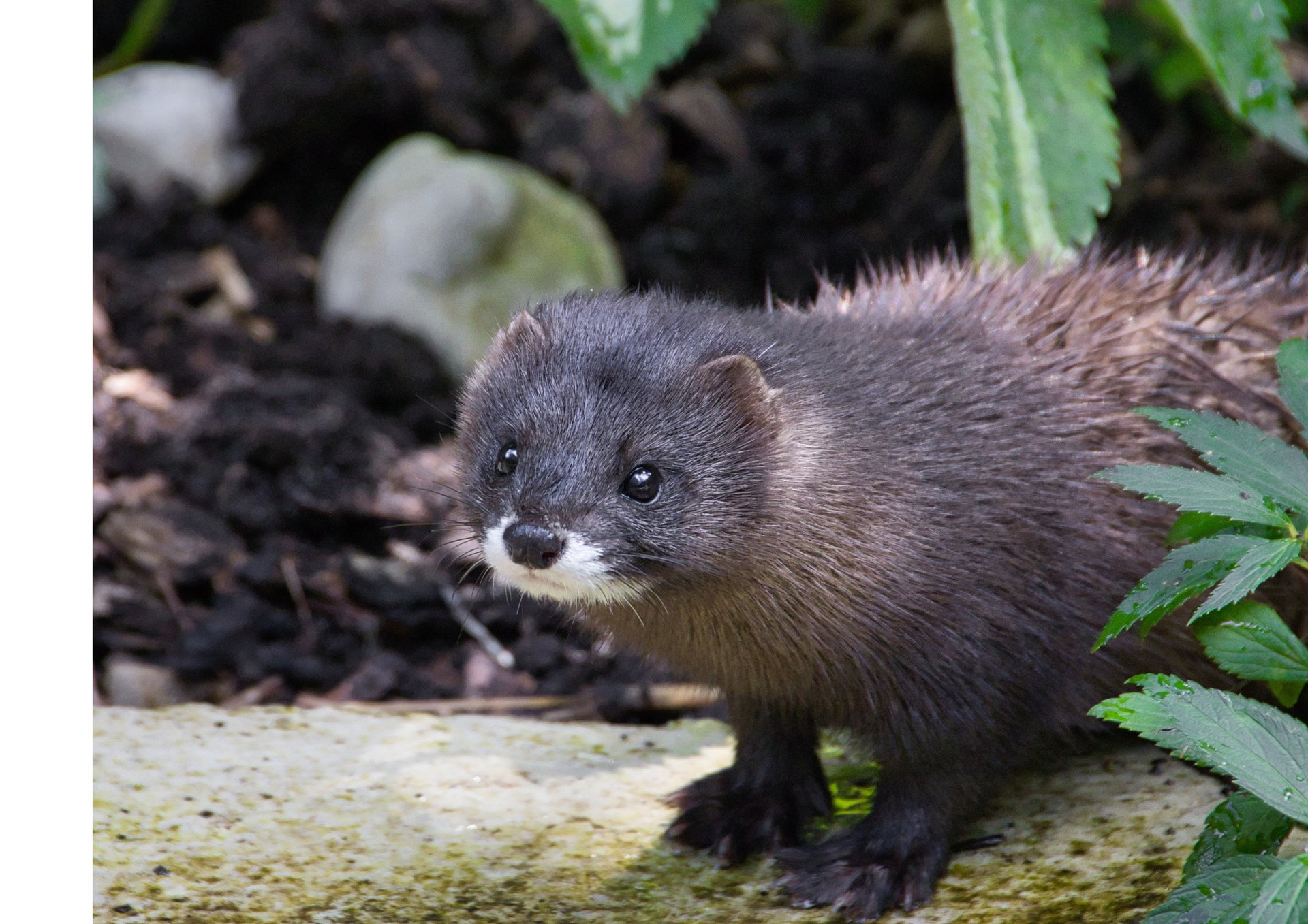 white and brown long-fur animal
