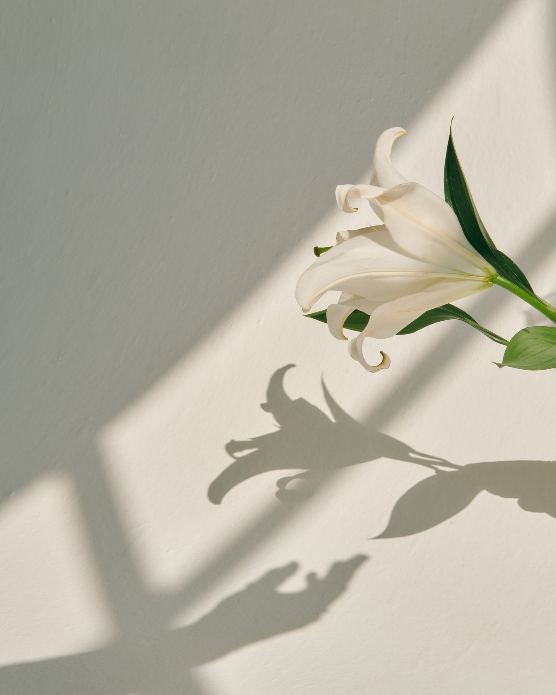 white and black floral textile