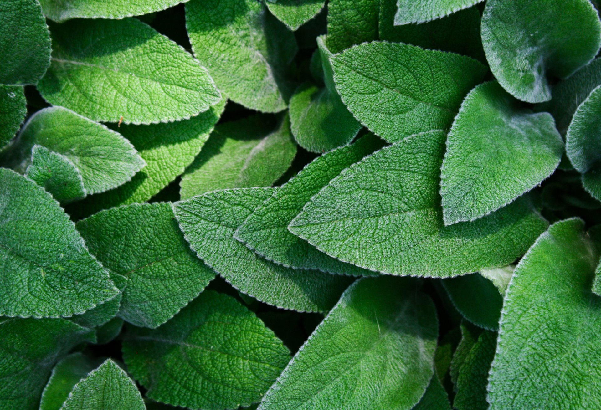 a close up of a person behind a leaf