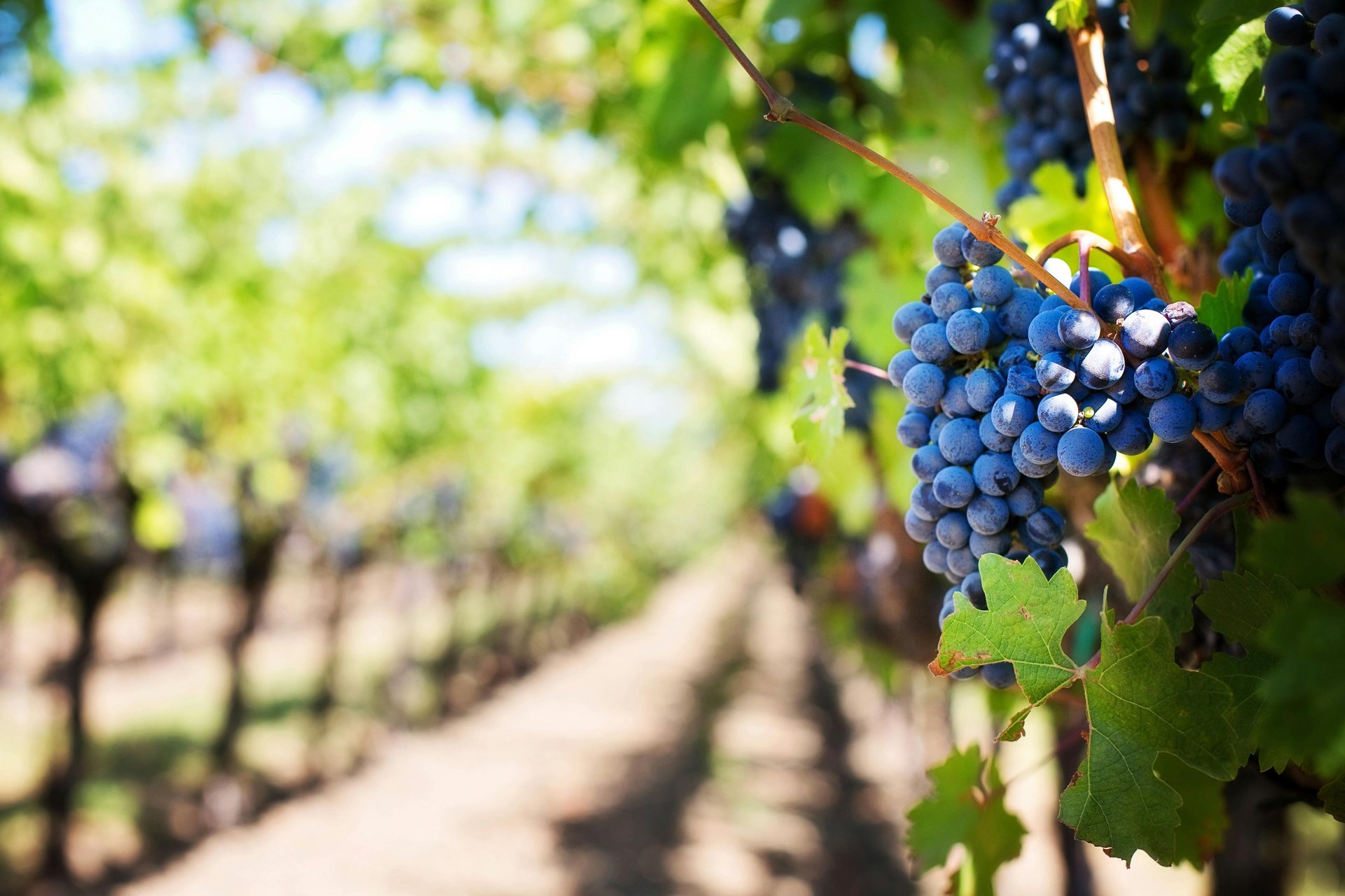purple grapes lot