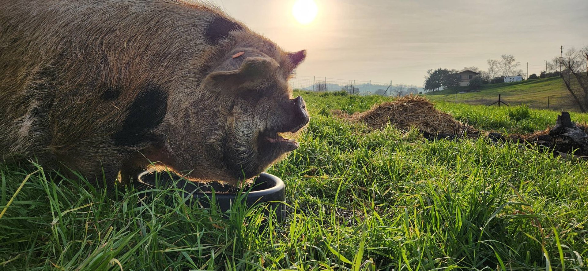 black and white bed linen