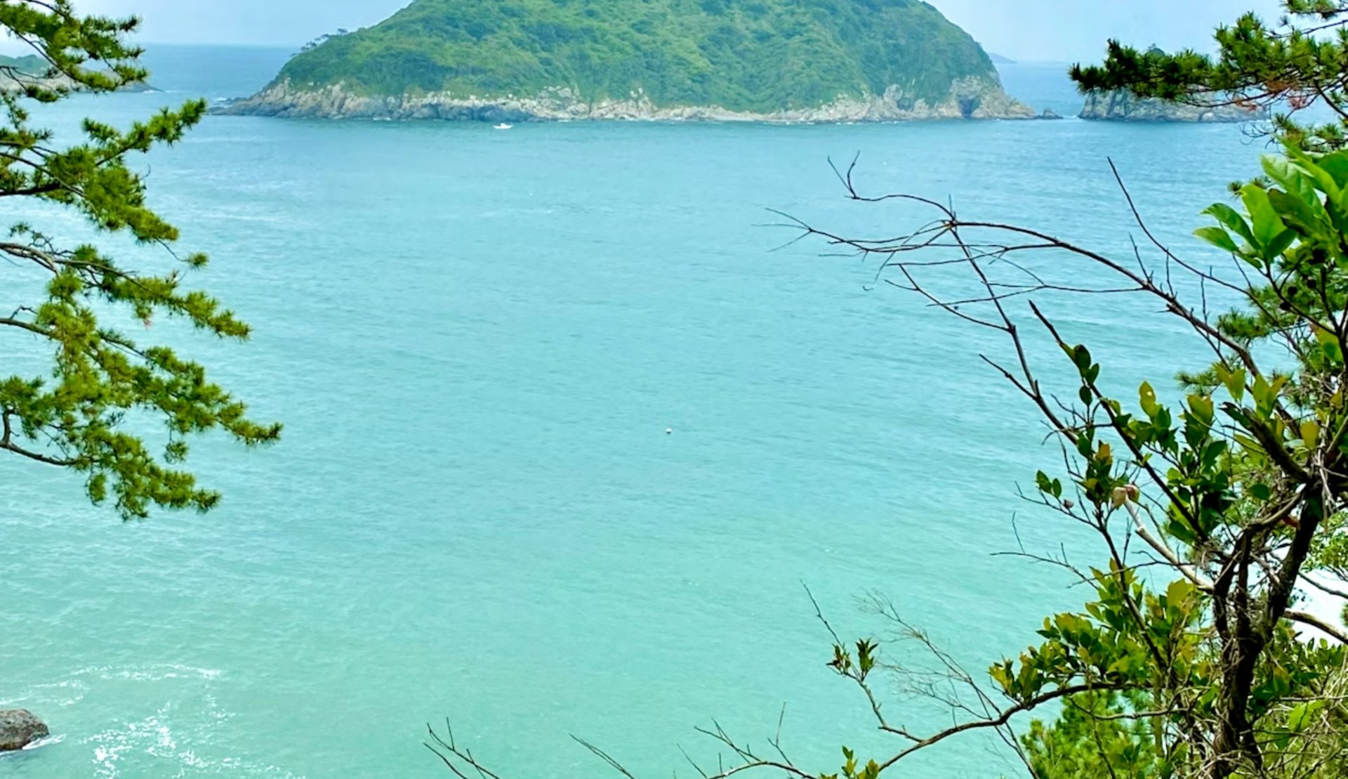 pink hibiscus flower