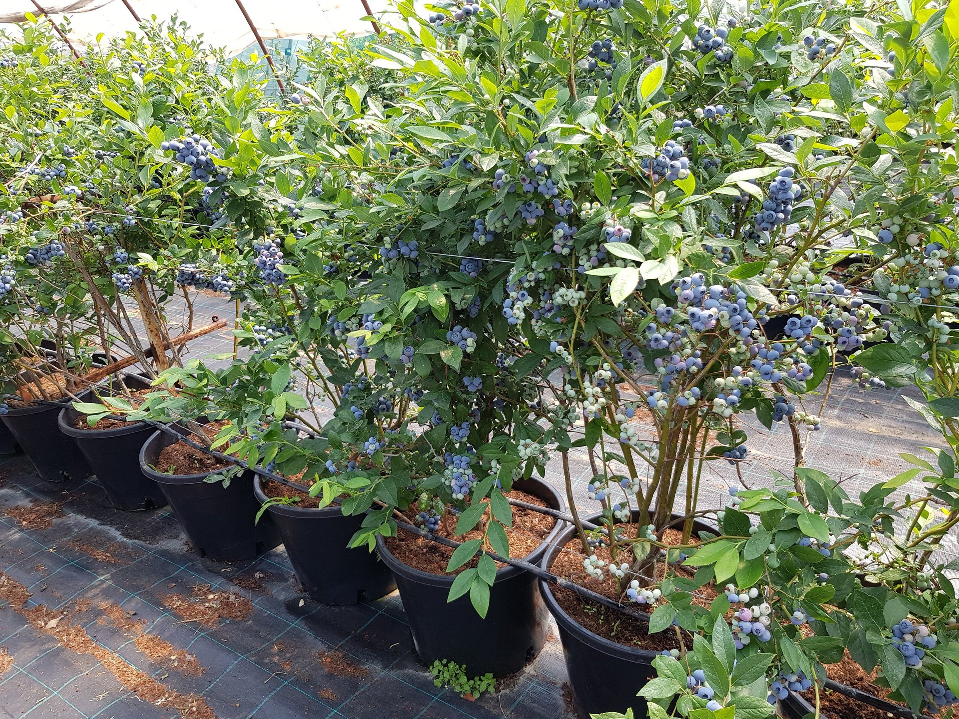 blue berries in tilt shift lens