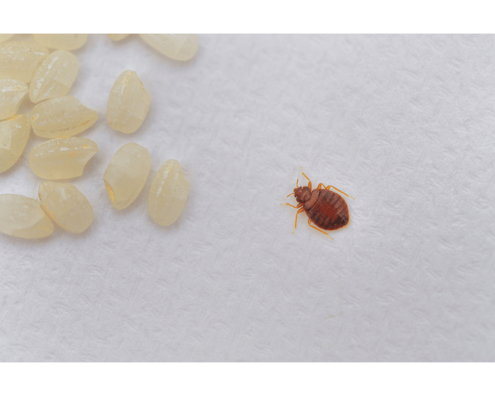 A close up of a bug on the ground