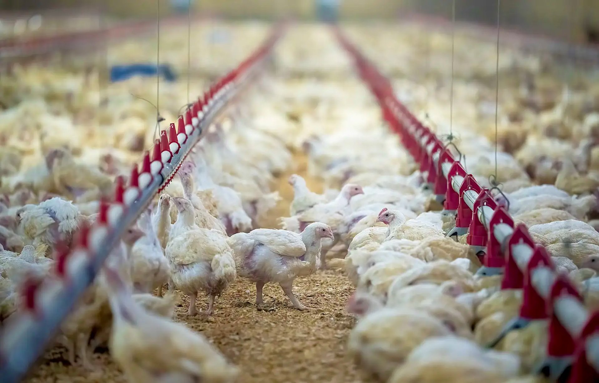 black and brown leather padded tub sofa