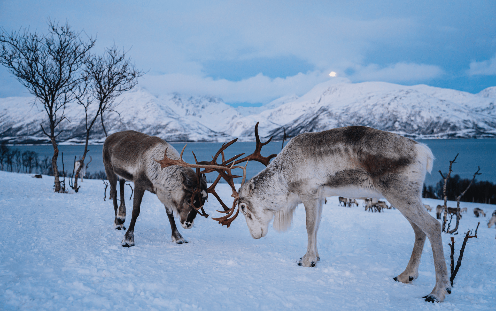 pride of lion on field
