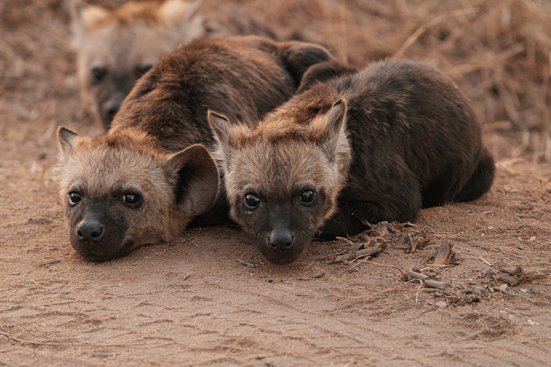pride of lion on field