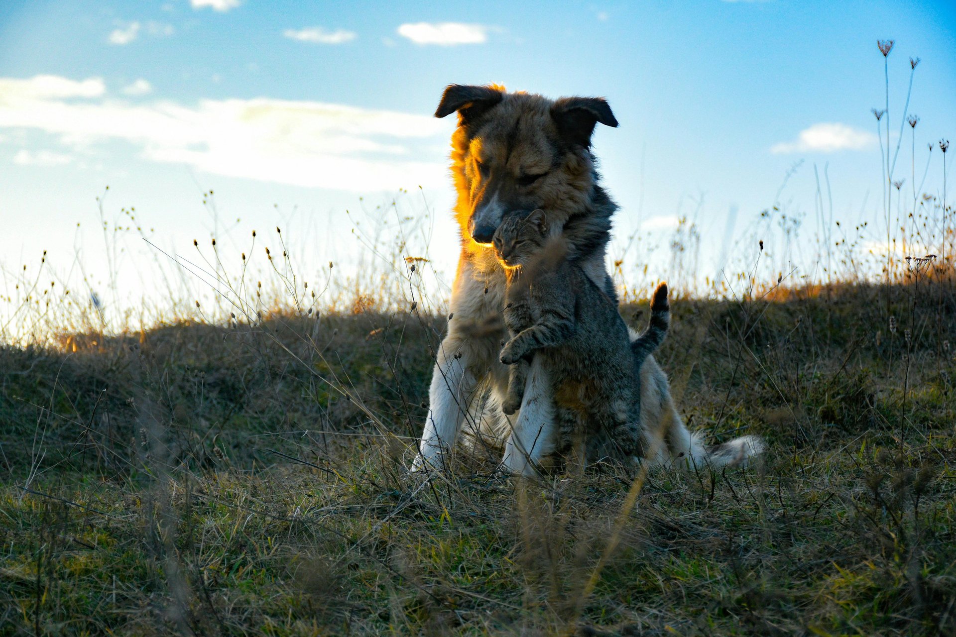 white dog and gray cat hugging each other on grass