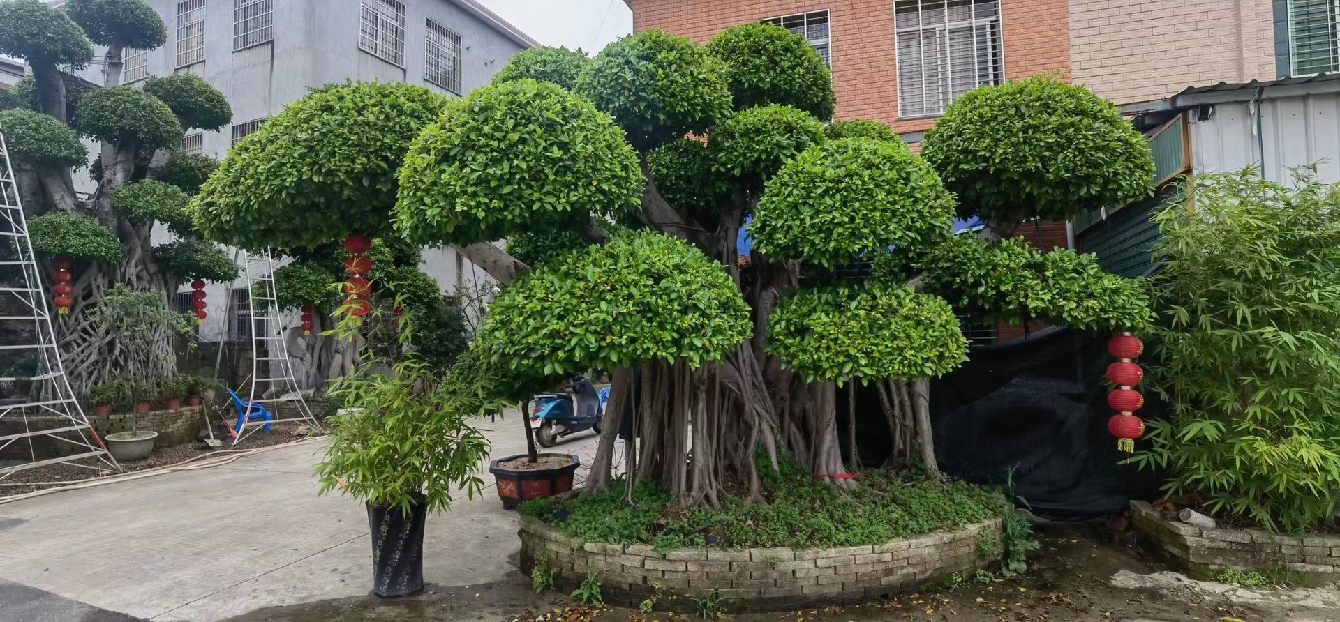 China ficus microcarpa bonsai wholesale nursery - Fujian supplier