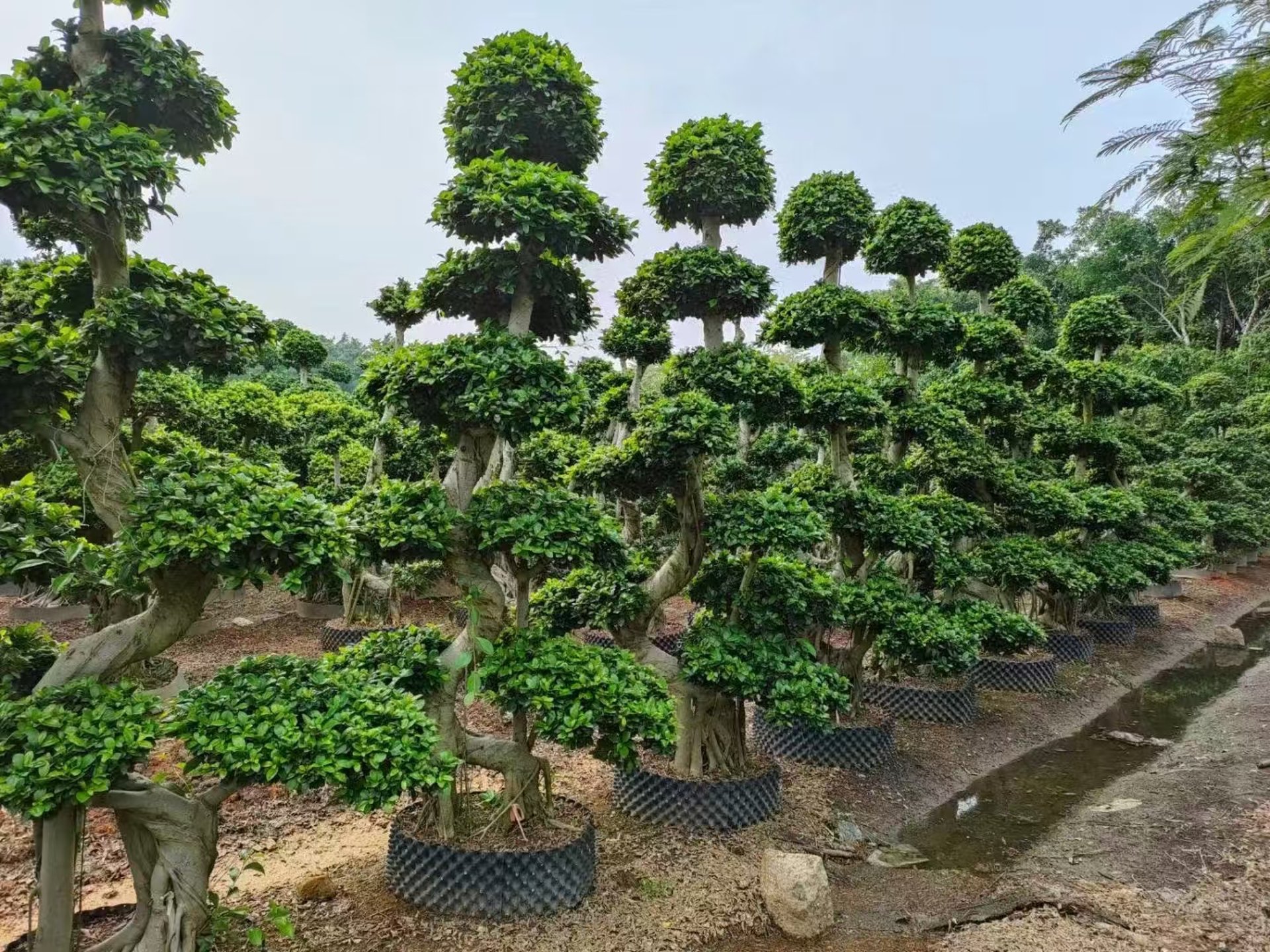 Ficus bonsai nursery Zhangzhou Fujian China - wholesale exporter