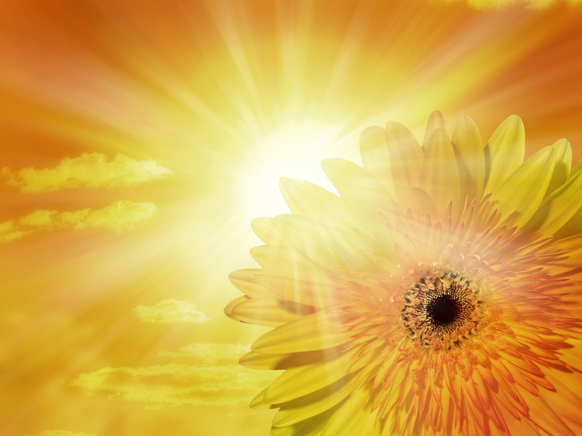 yellow sunflower field during daytime