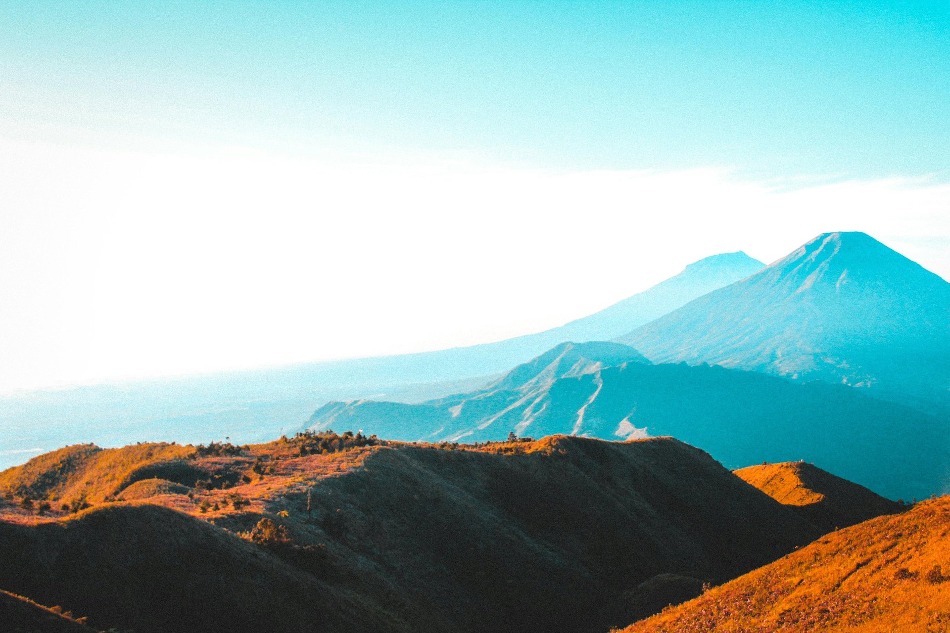 trees under cloudy sky during sunset