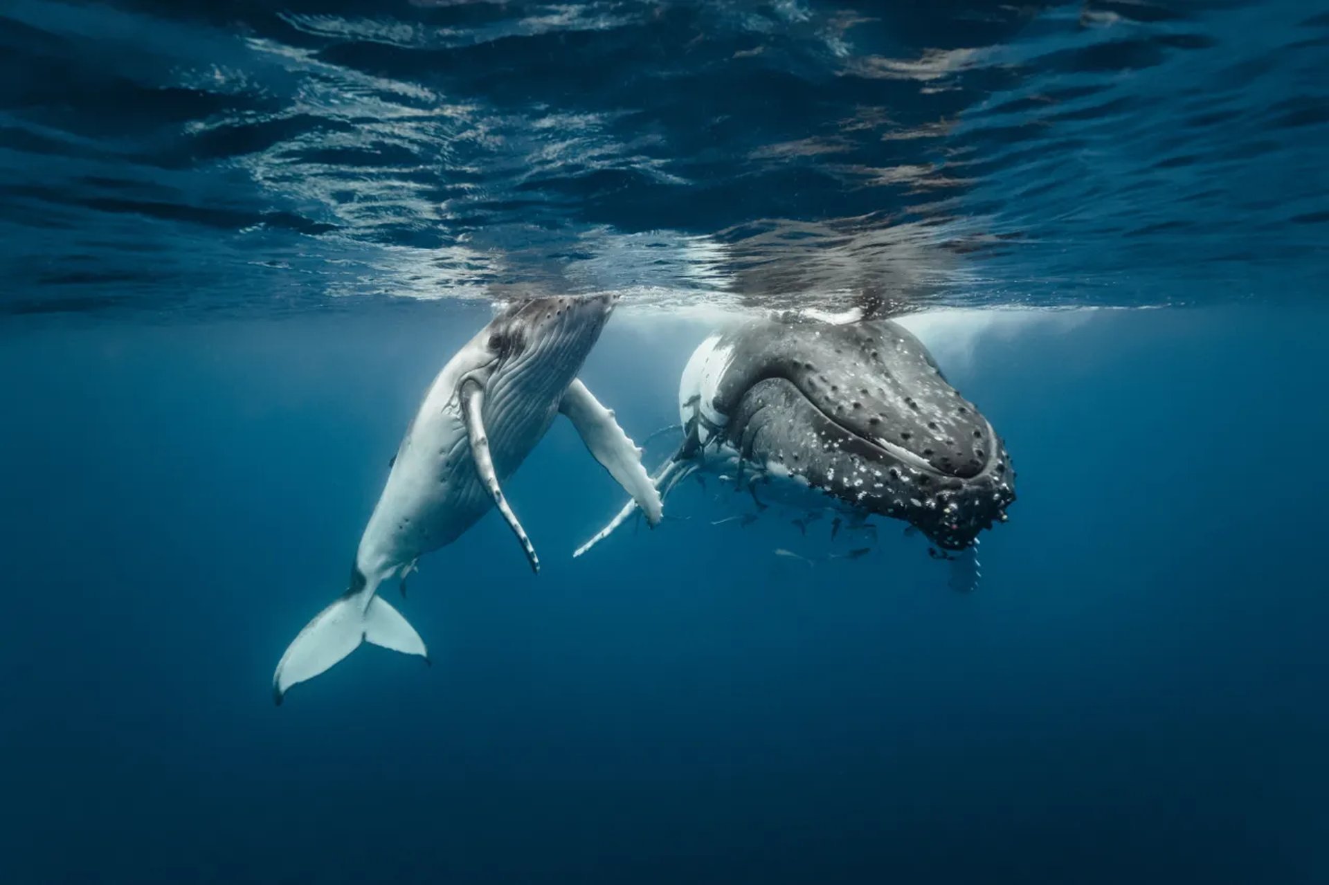 a humpback whale swims beneath the surface of the water