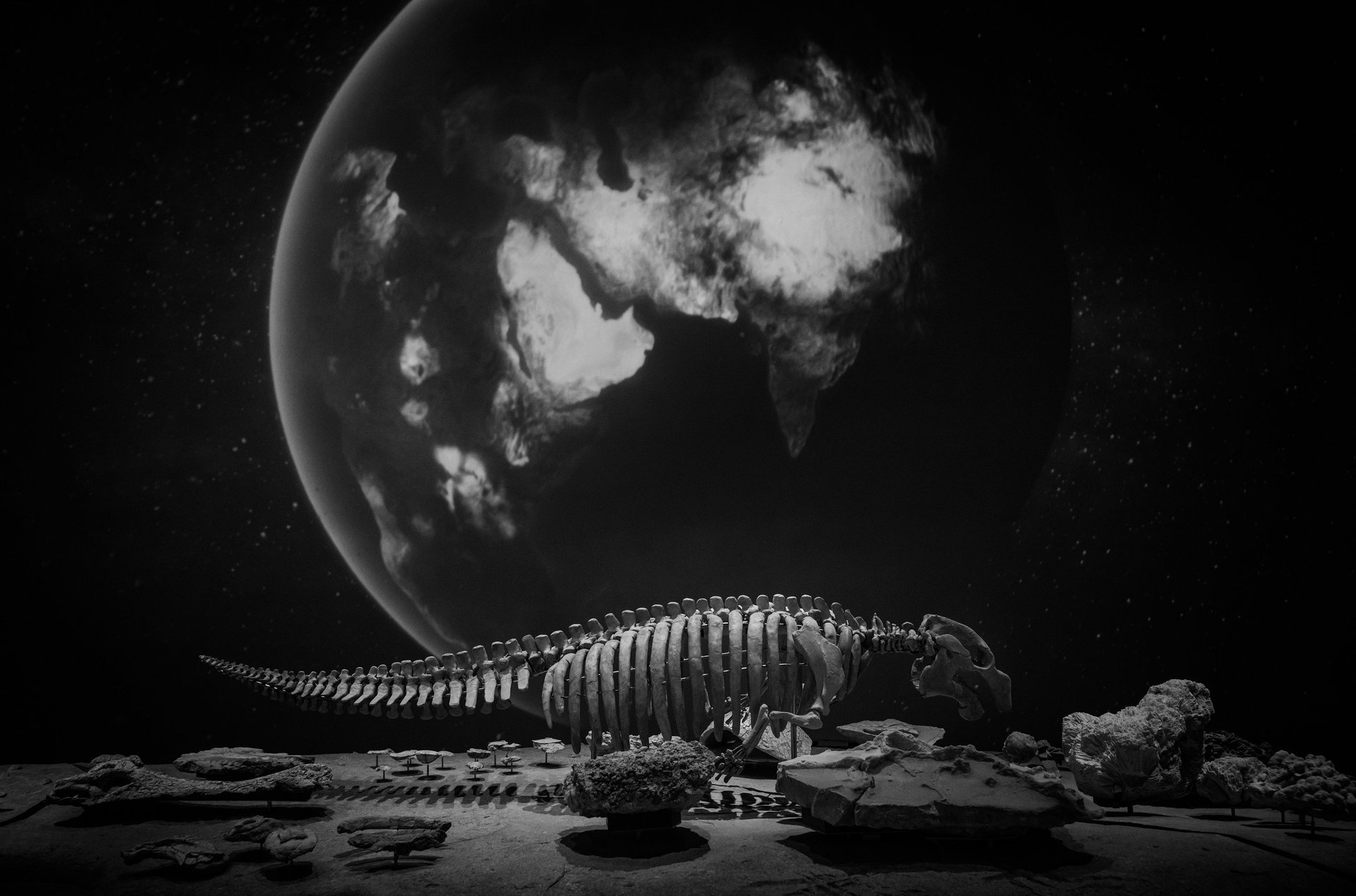 black and white bed linen