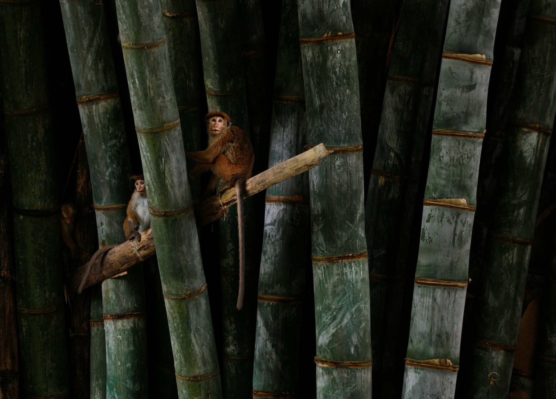 black and white bed linen