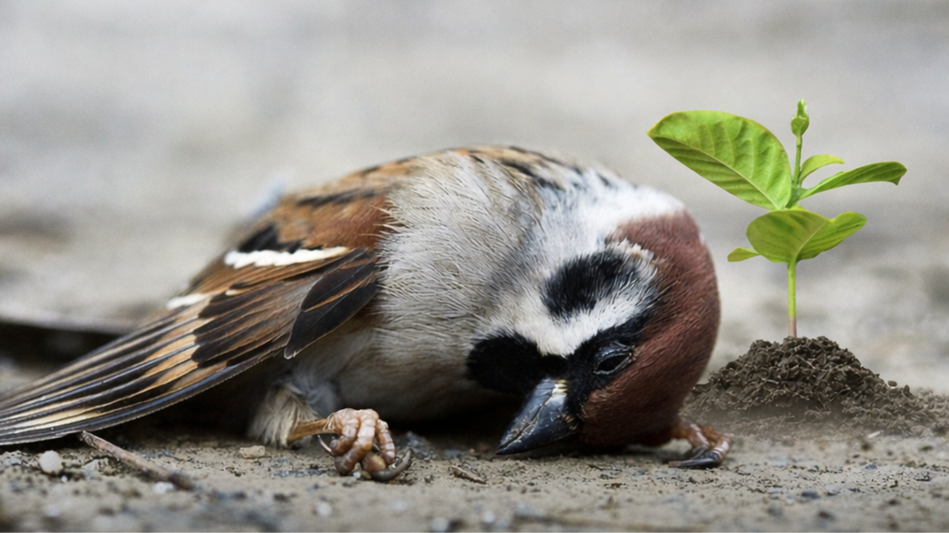 a close up of a black and brown abstract painting