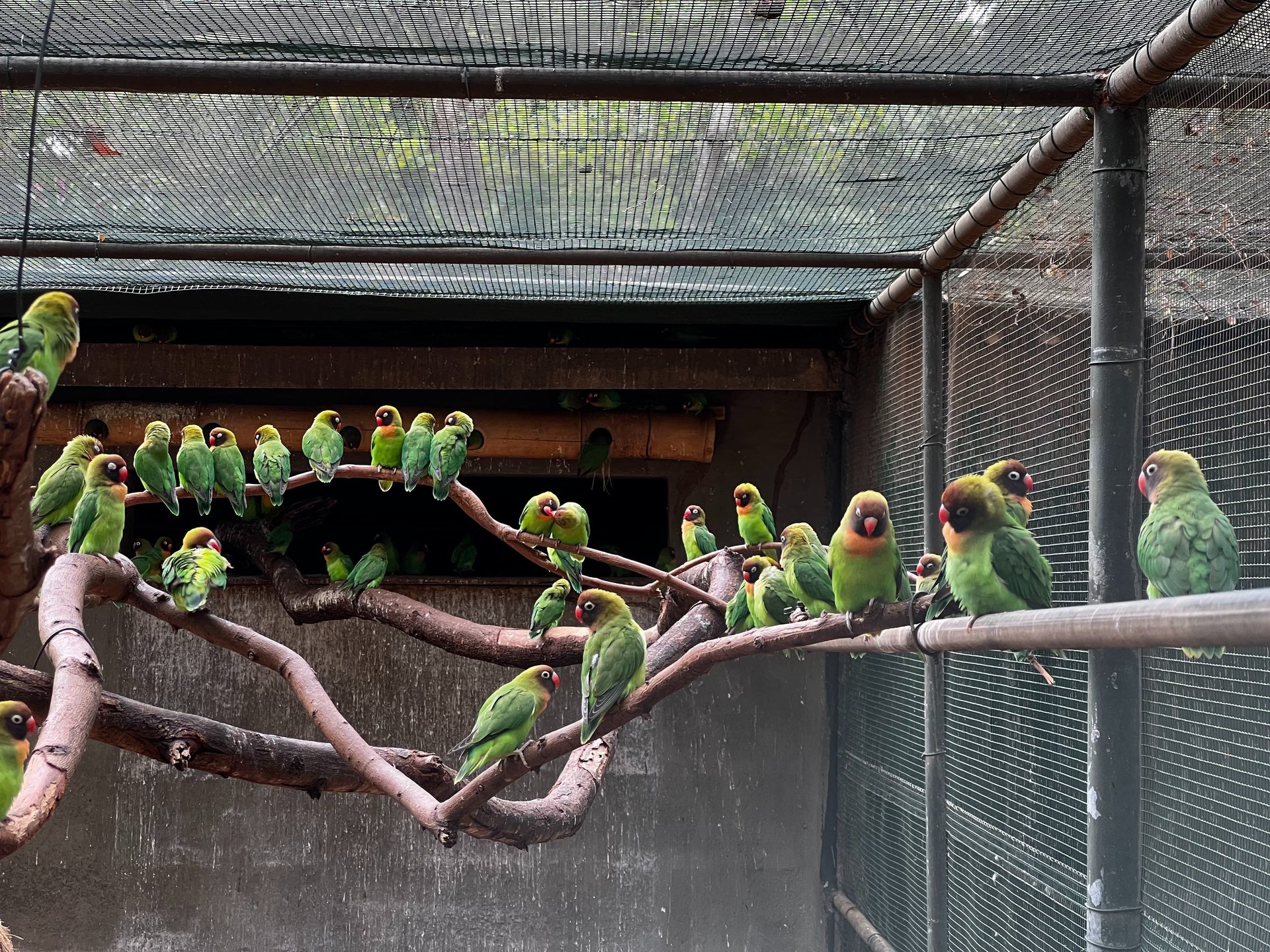black and brown leather padded tub sofa