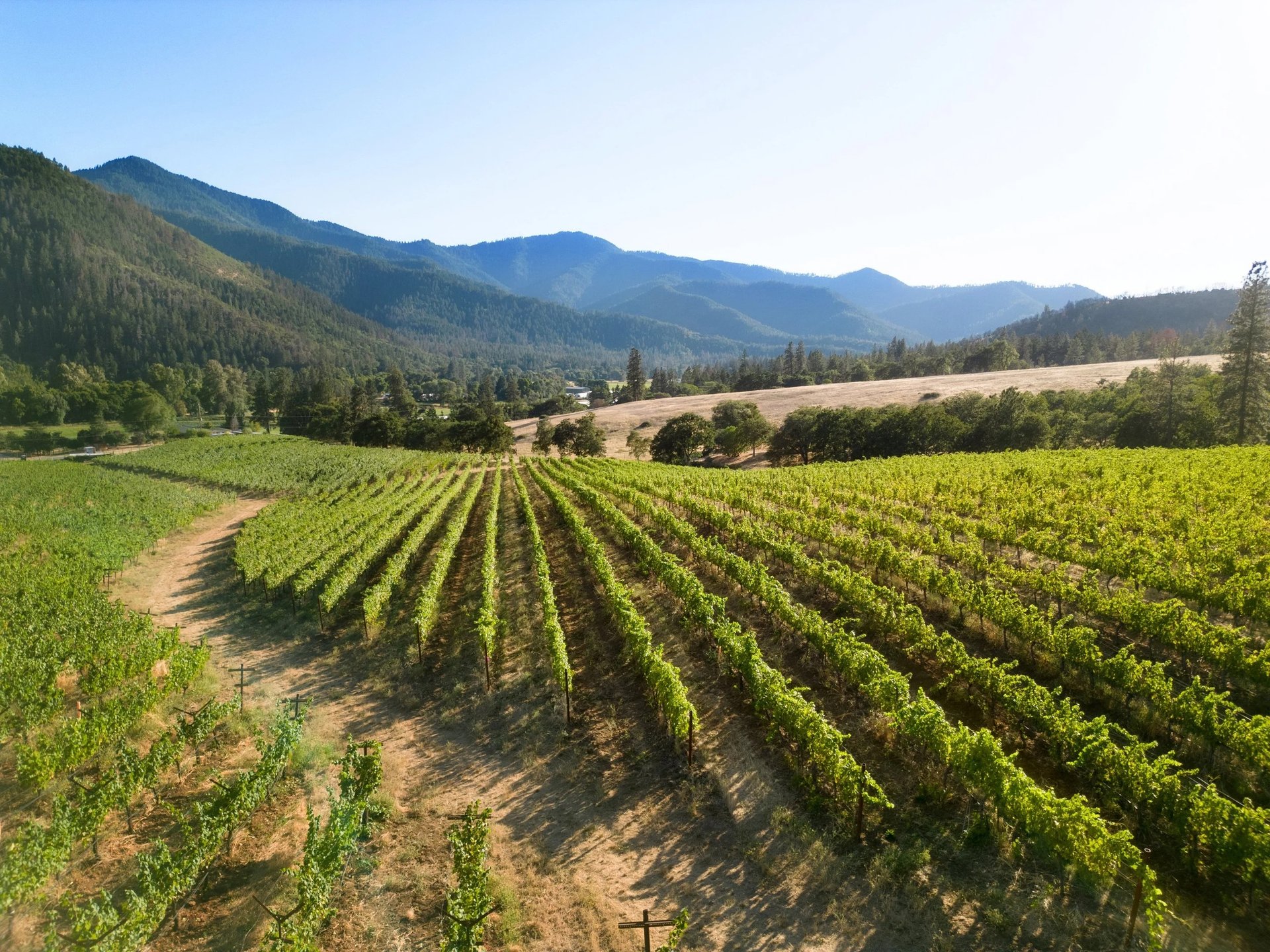Vineyard
