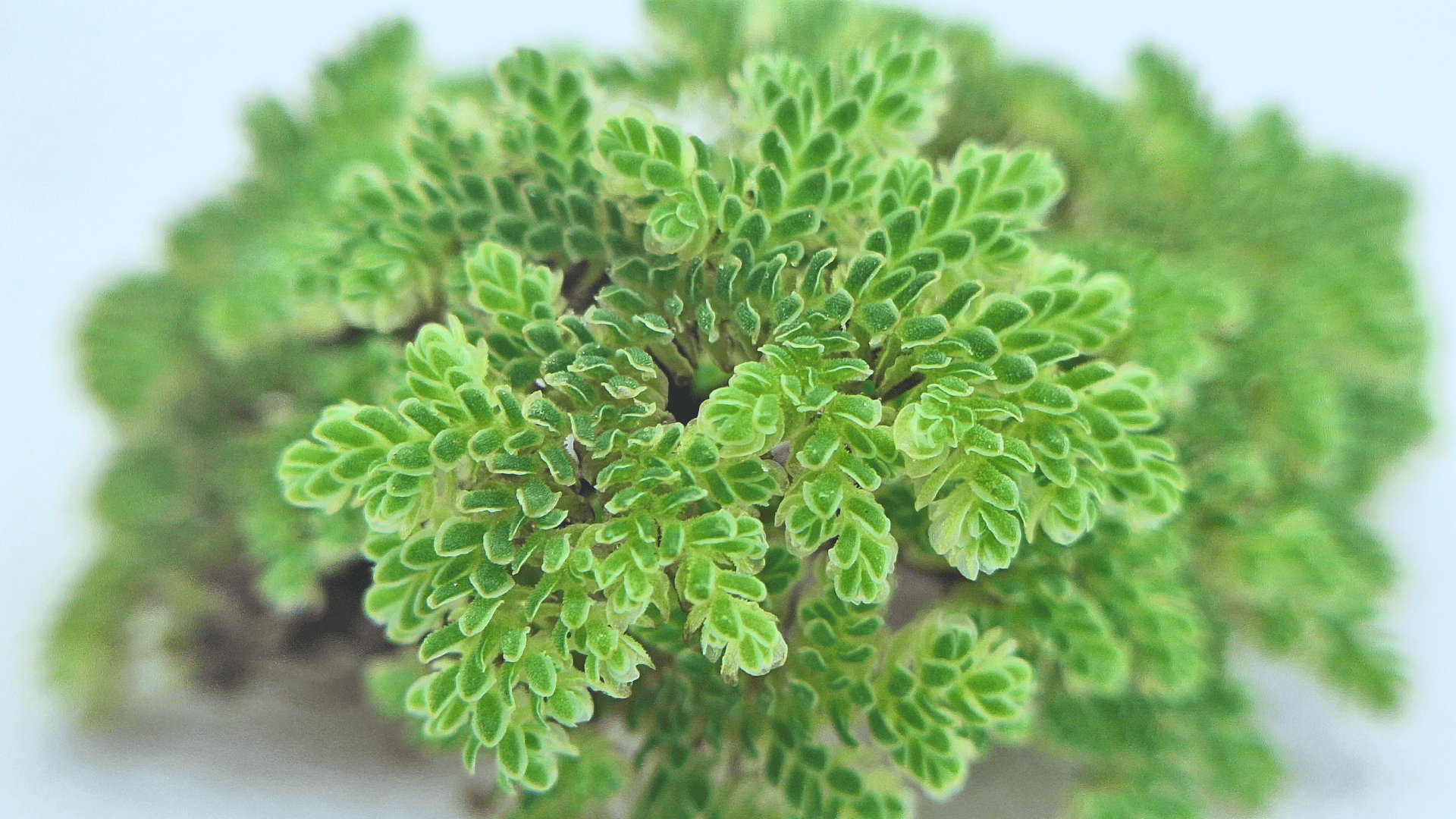 an abstract photo of a curved building with a blue sky in the background