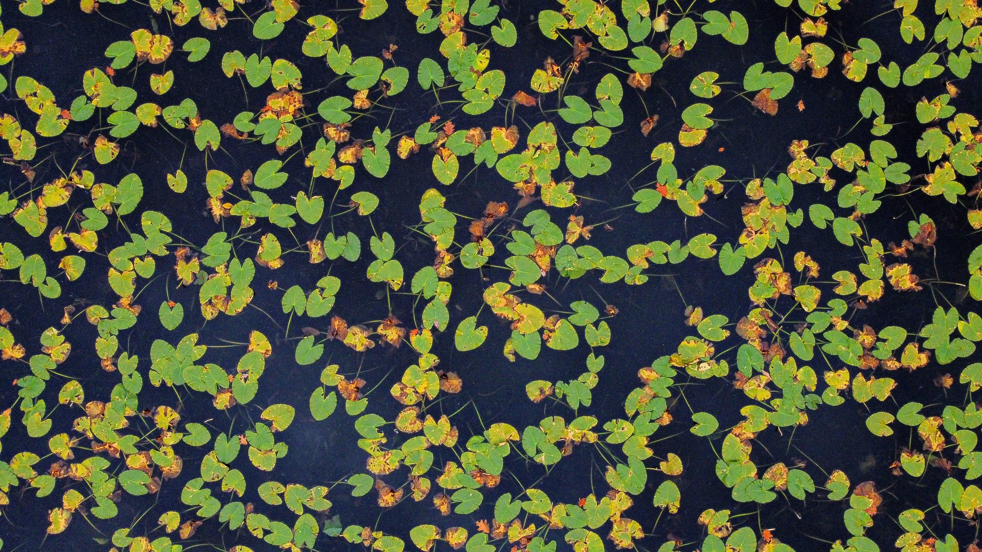 gray computer monitor