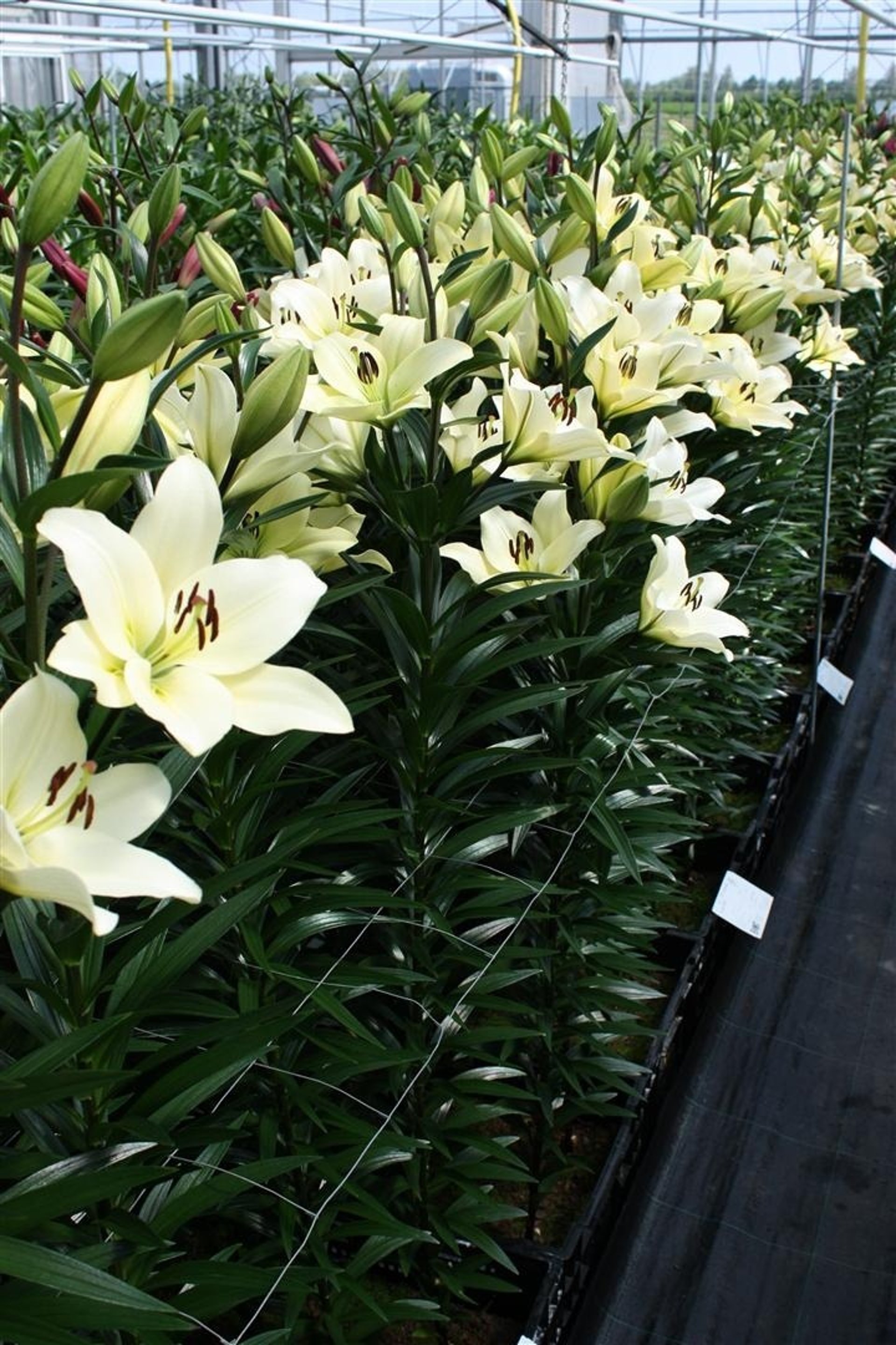 gray computer monitor