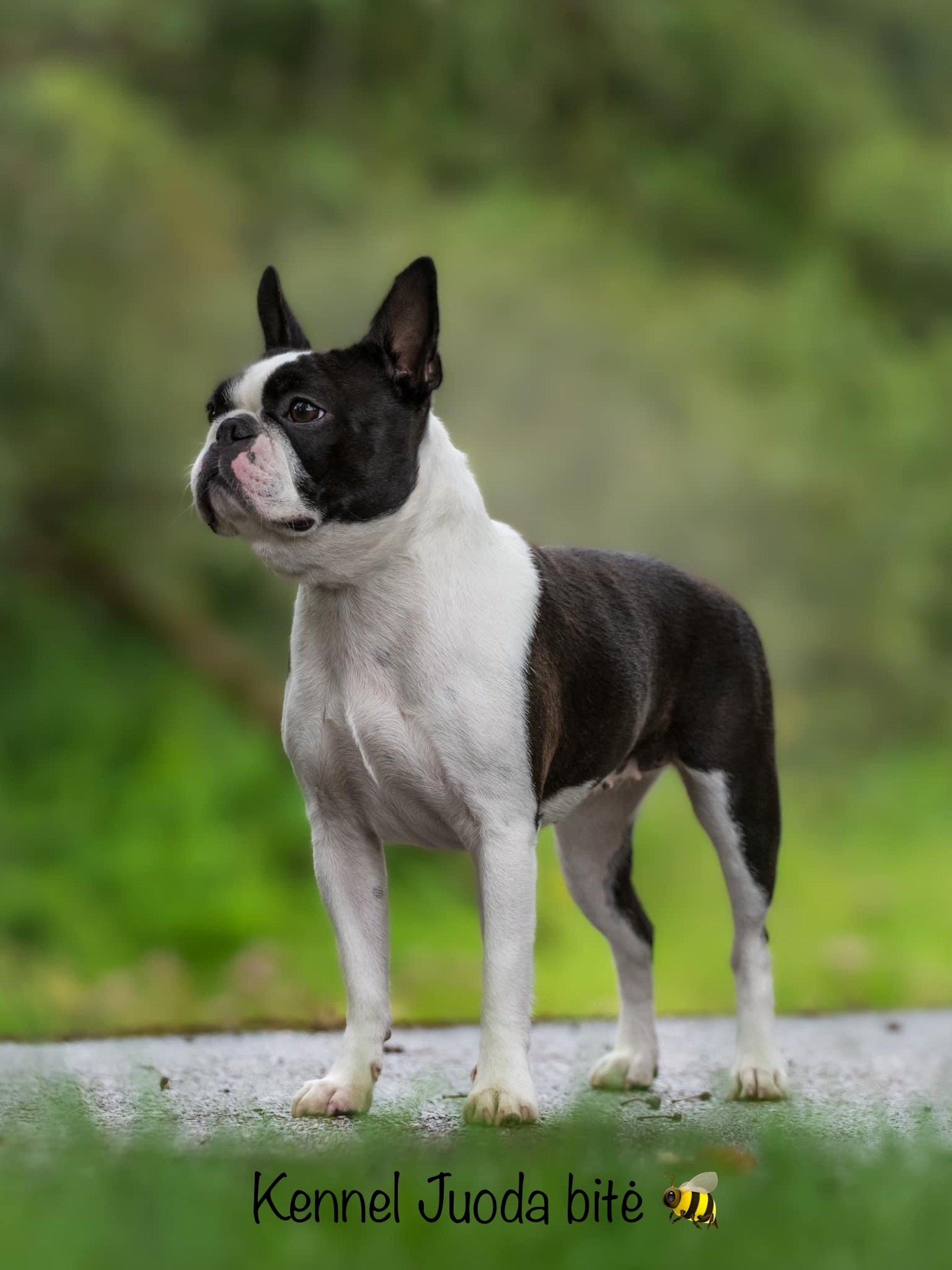 blue and white smoke illustration