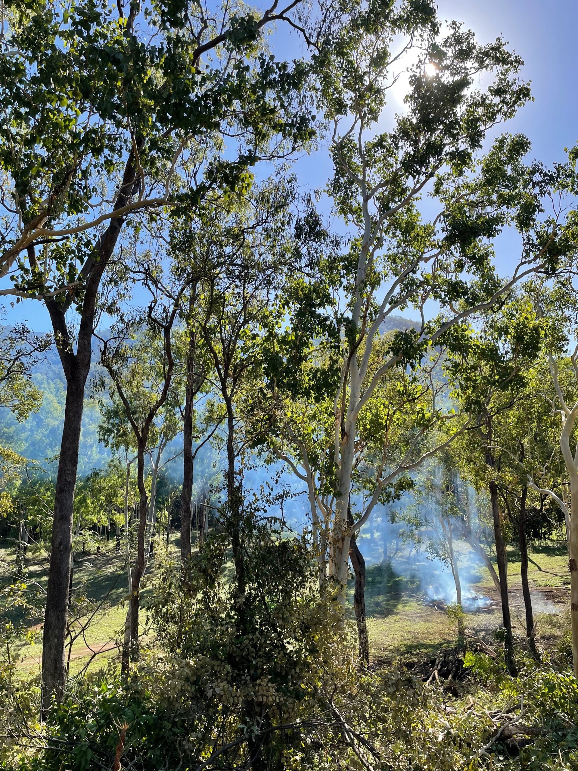aerial view of green trees
